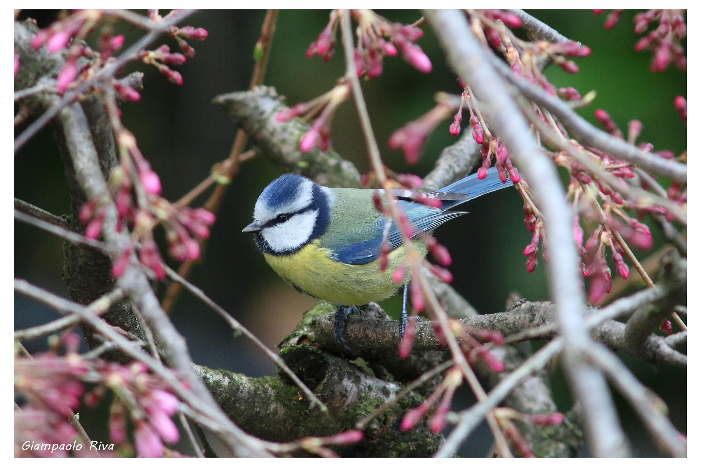 cinciarella tra i fiori di ciliegio