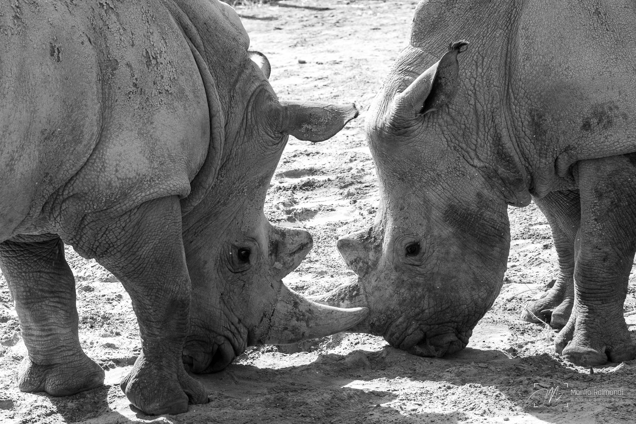 Rhinos face off