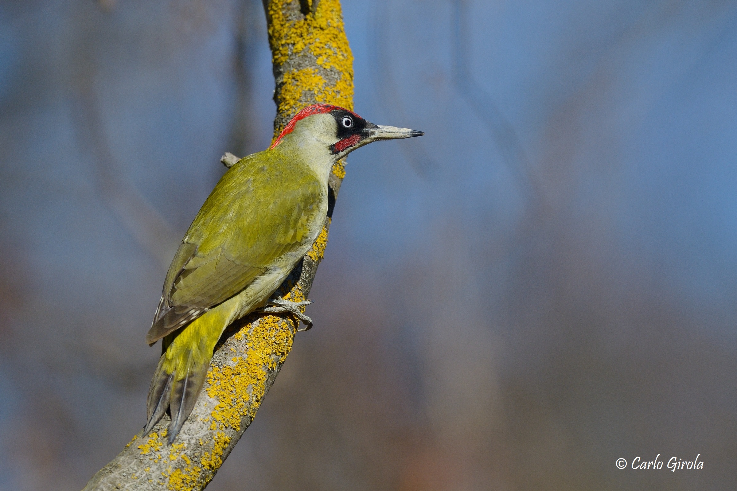Green woodpecker (Picus viridis)