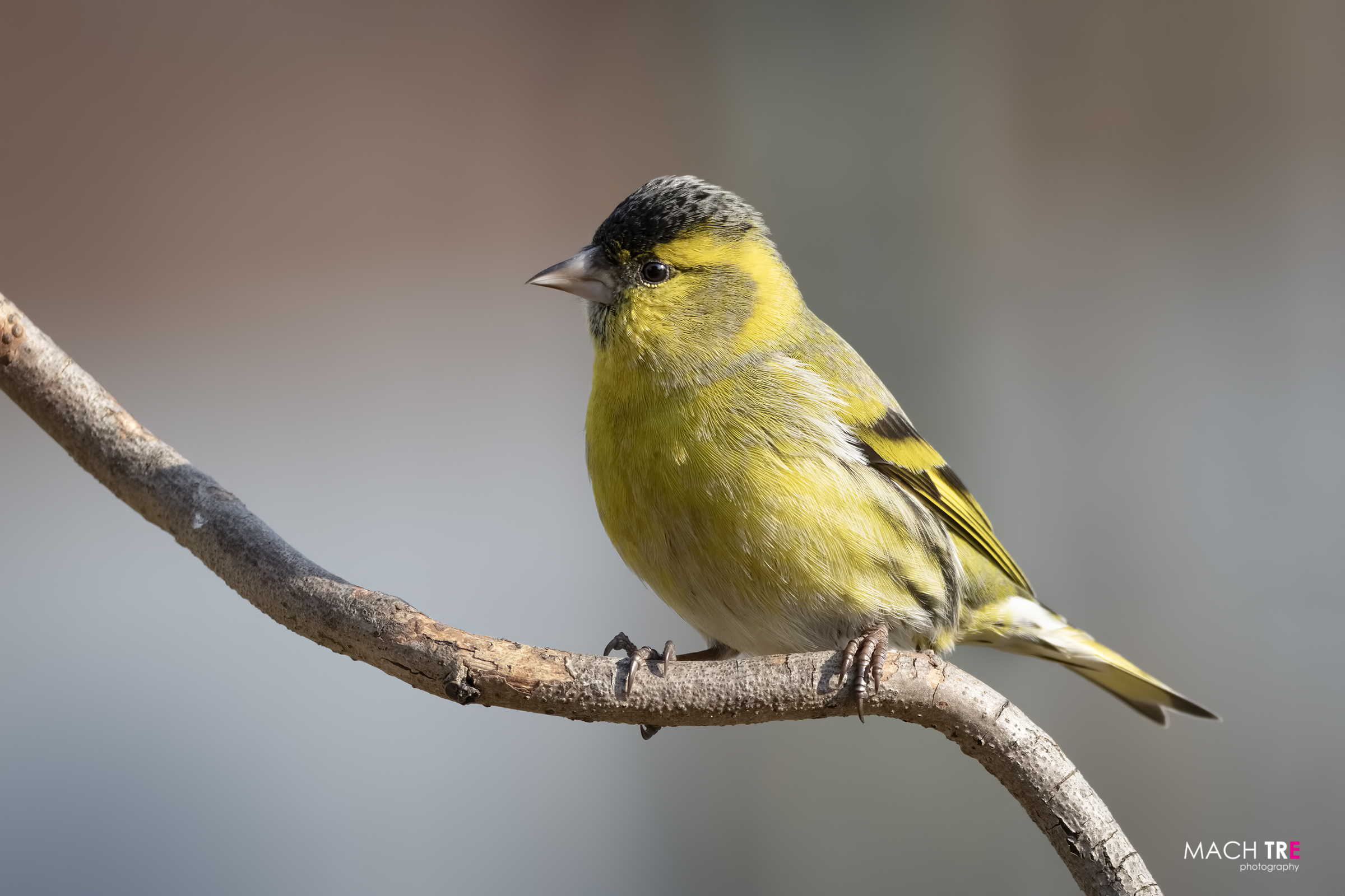 Lucherino (Cardelius spinus)