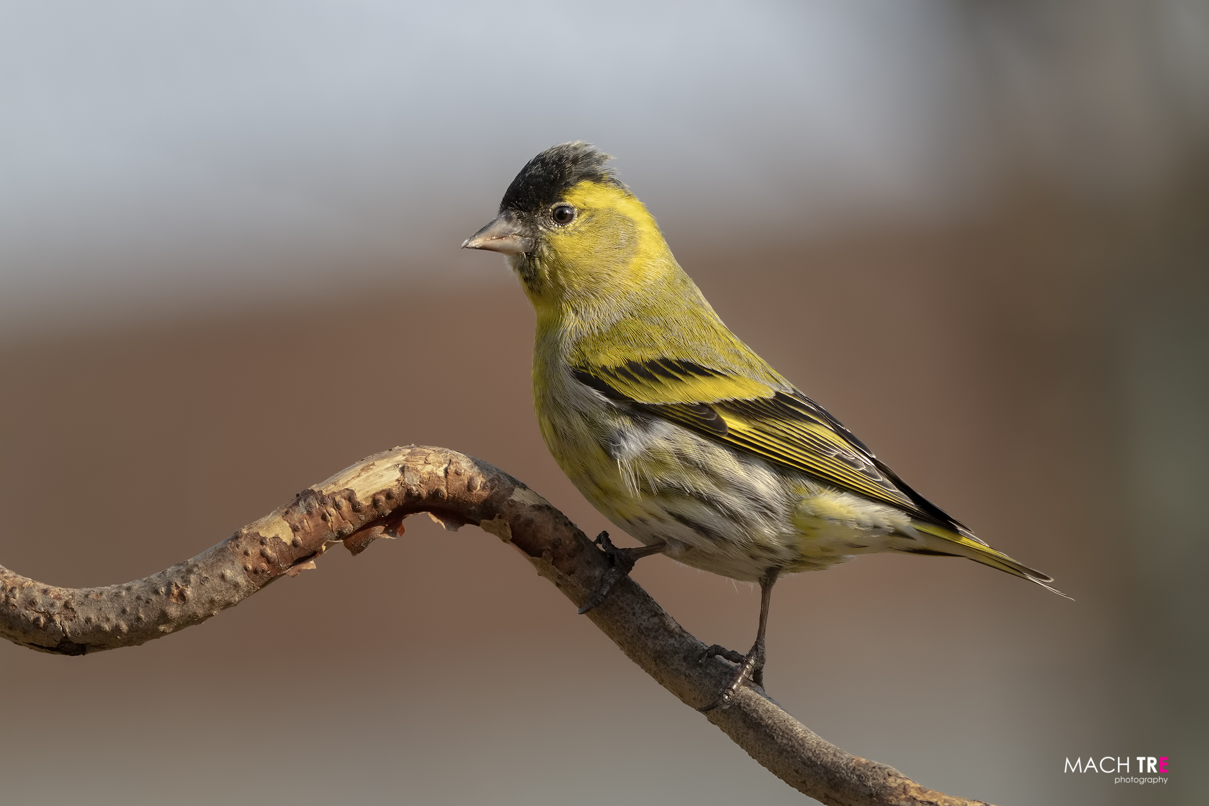 Lucherino (Cardelius spinus)