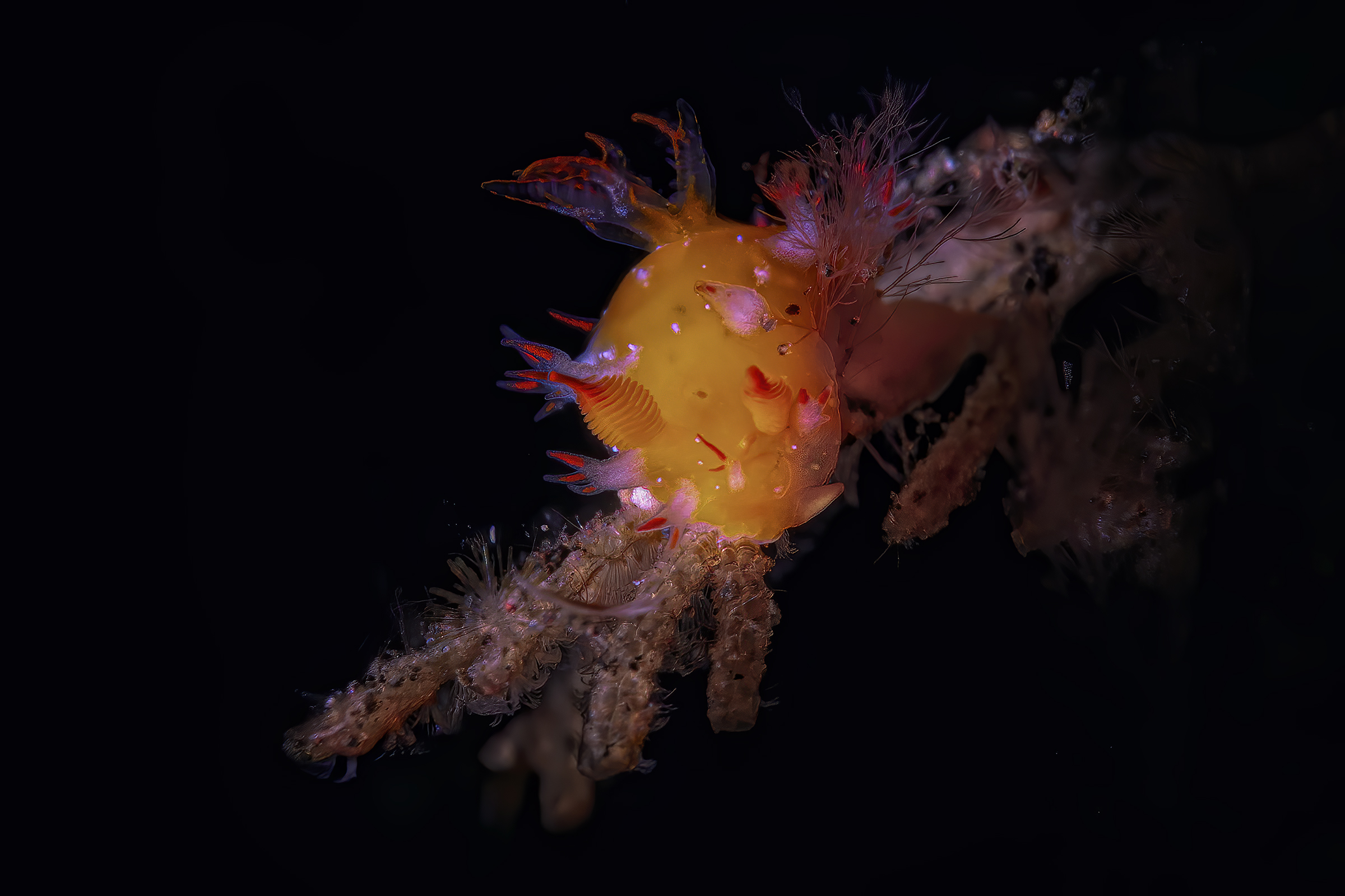 Plocamopherus sp.