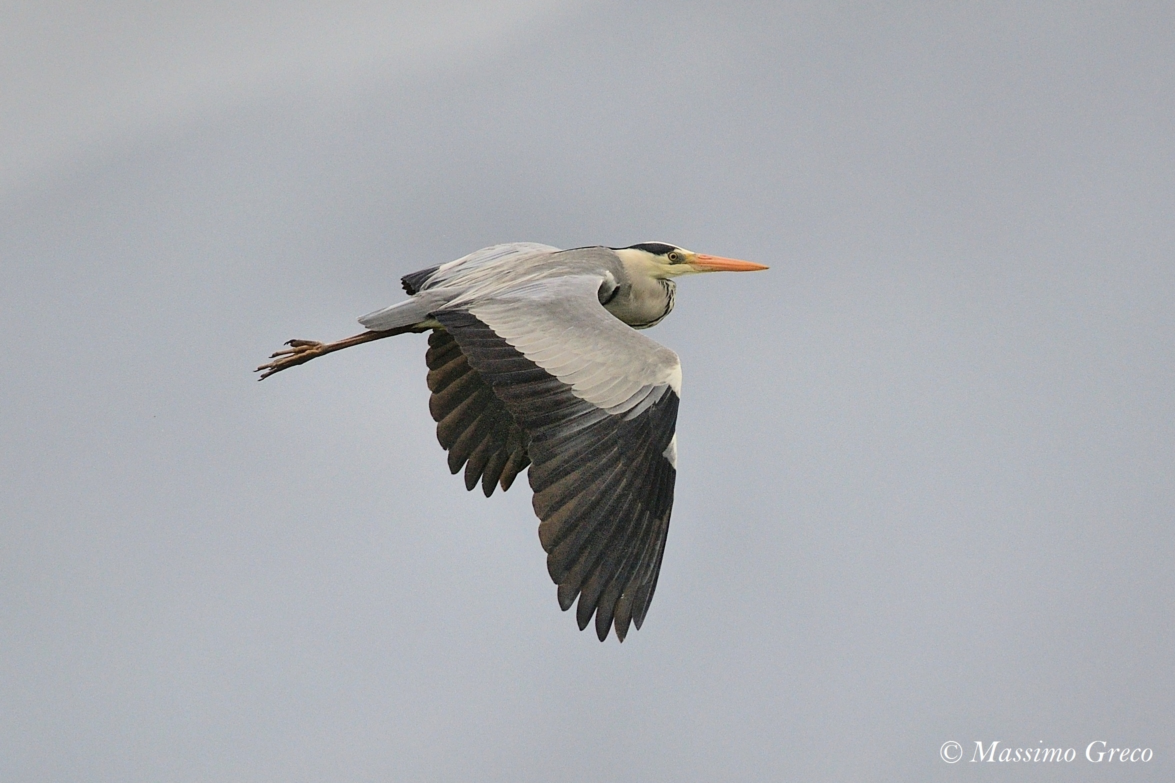 Ash heron