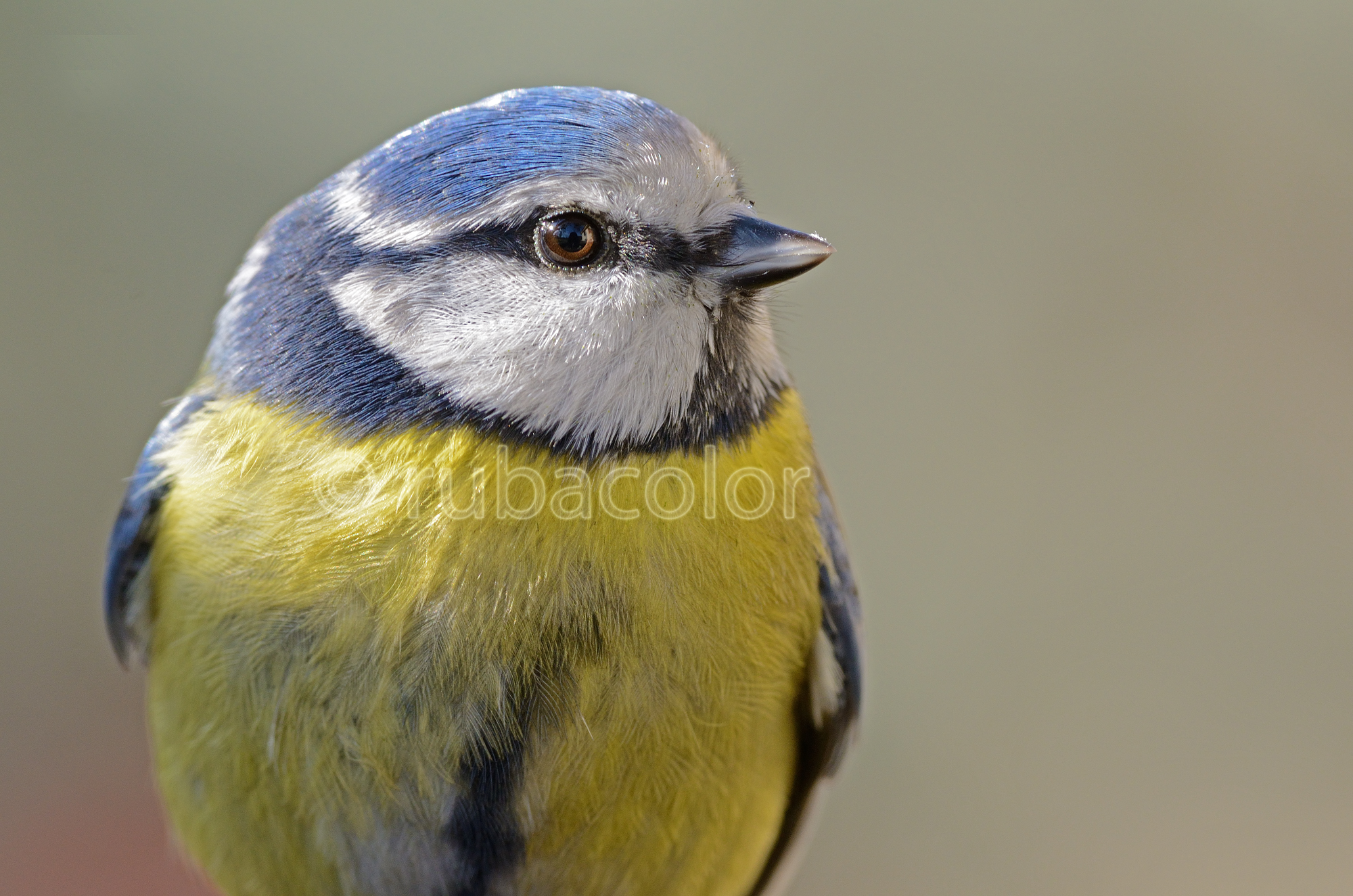 Fototessera alla cinciarella
