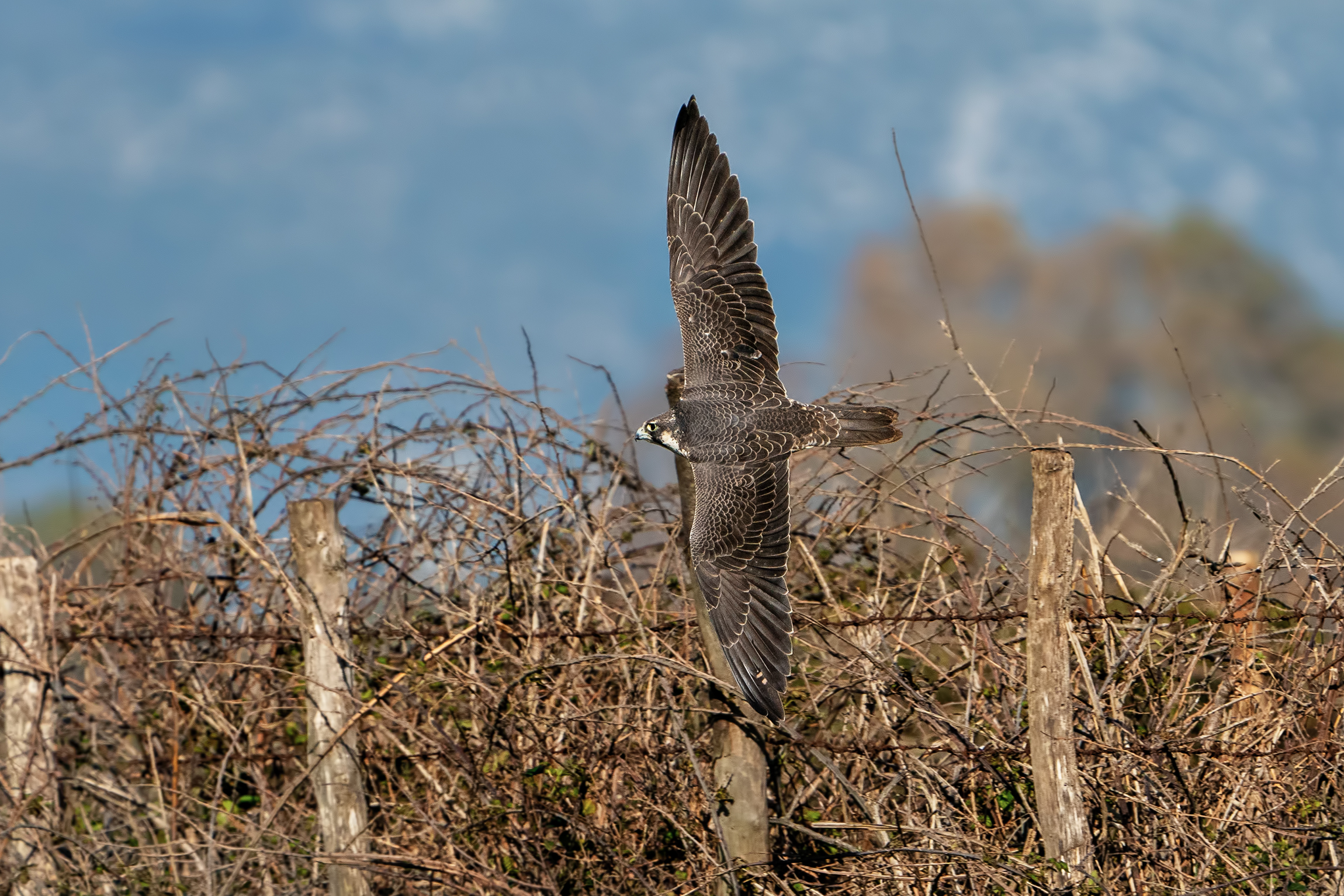 Calidus peregrine falcon