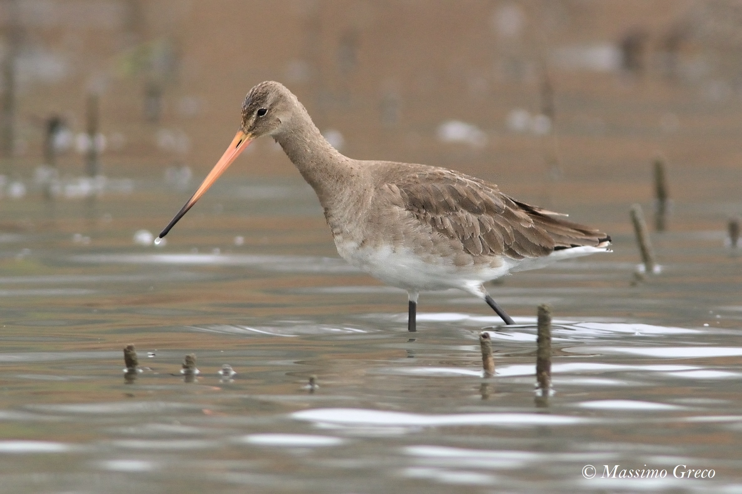 Royal Pittima (Limosa limosa)