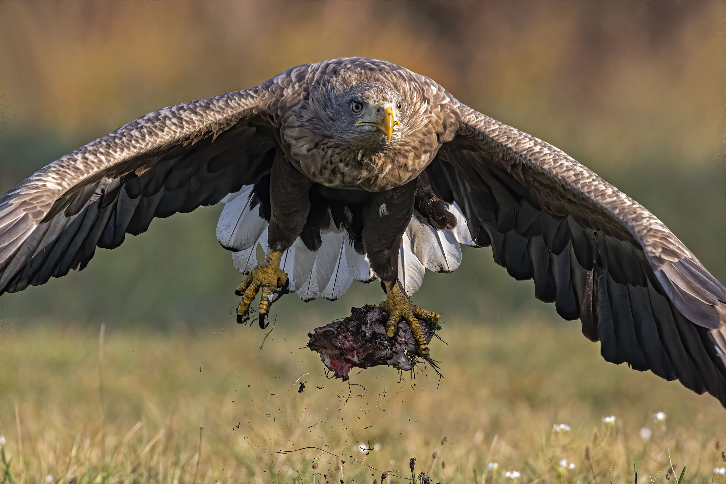 Adult white tail sea eagle