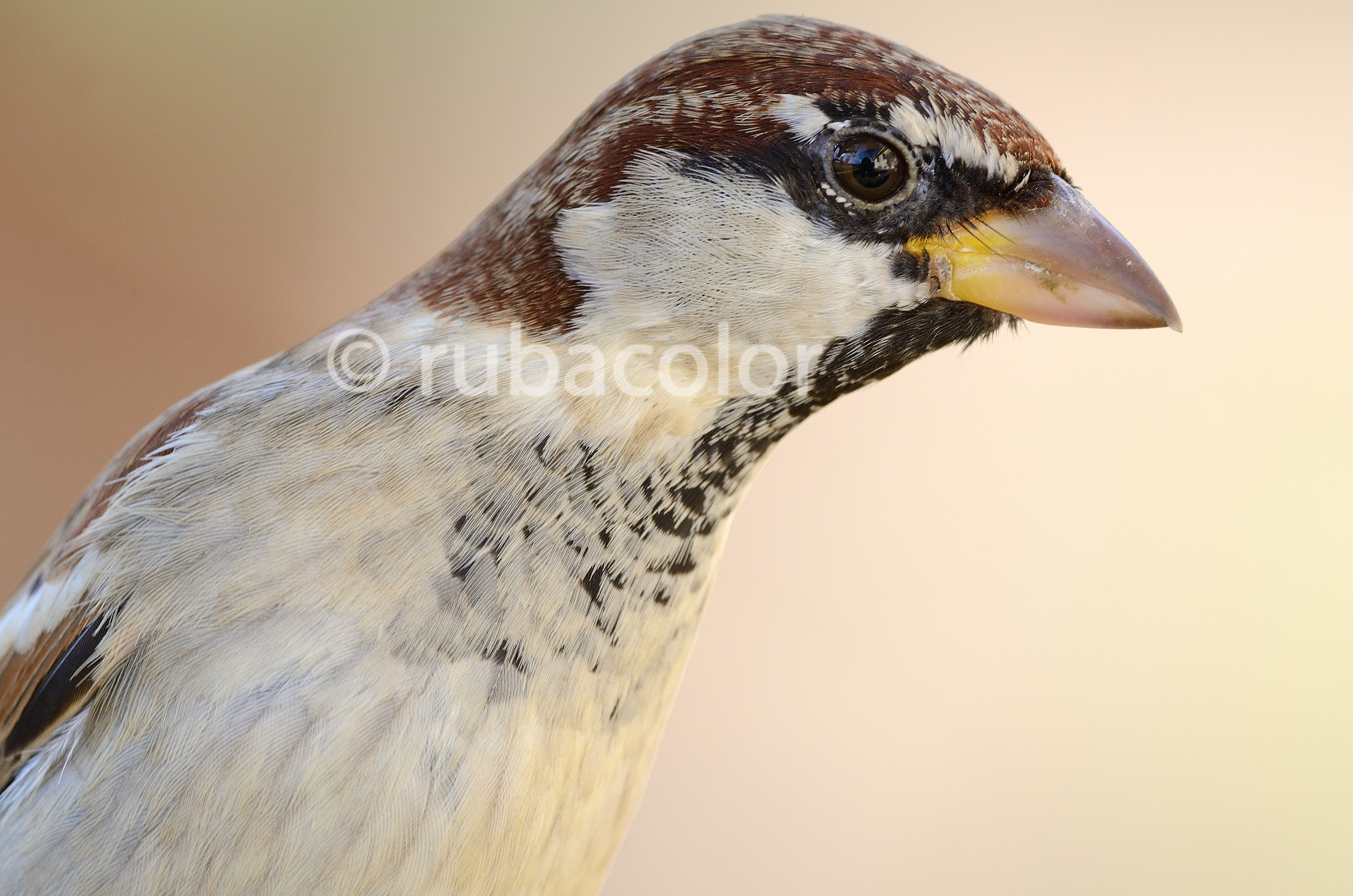 I connotati del passero