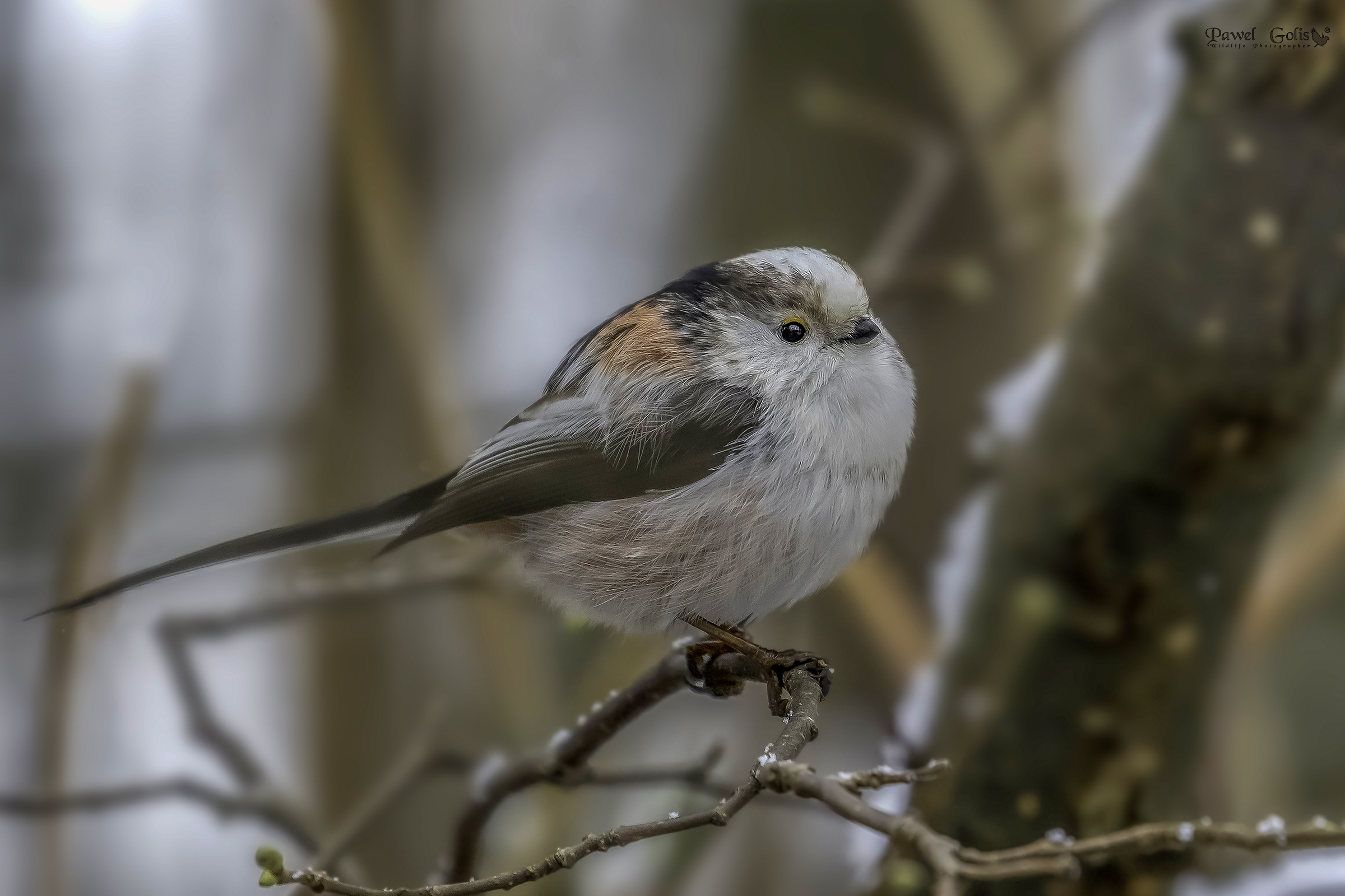 Bushtit dalla coda lunga (Aegithalos caudatus)