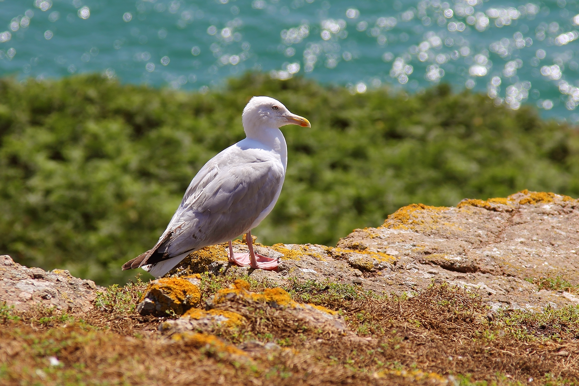 The Guardian of Skomer