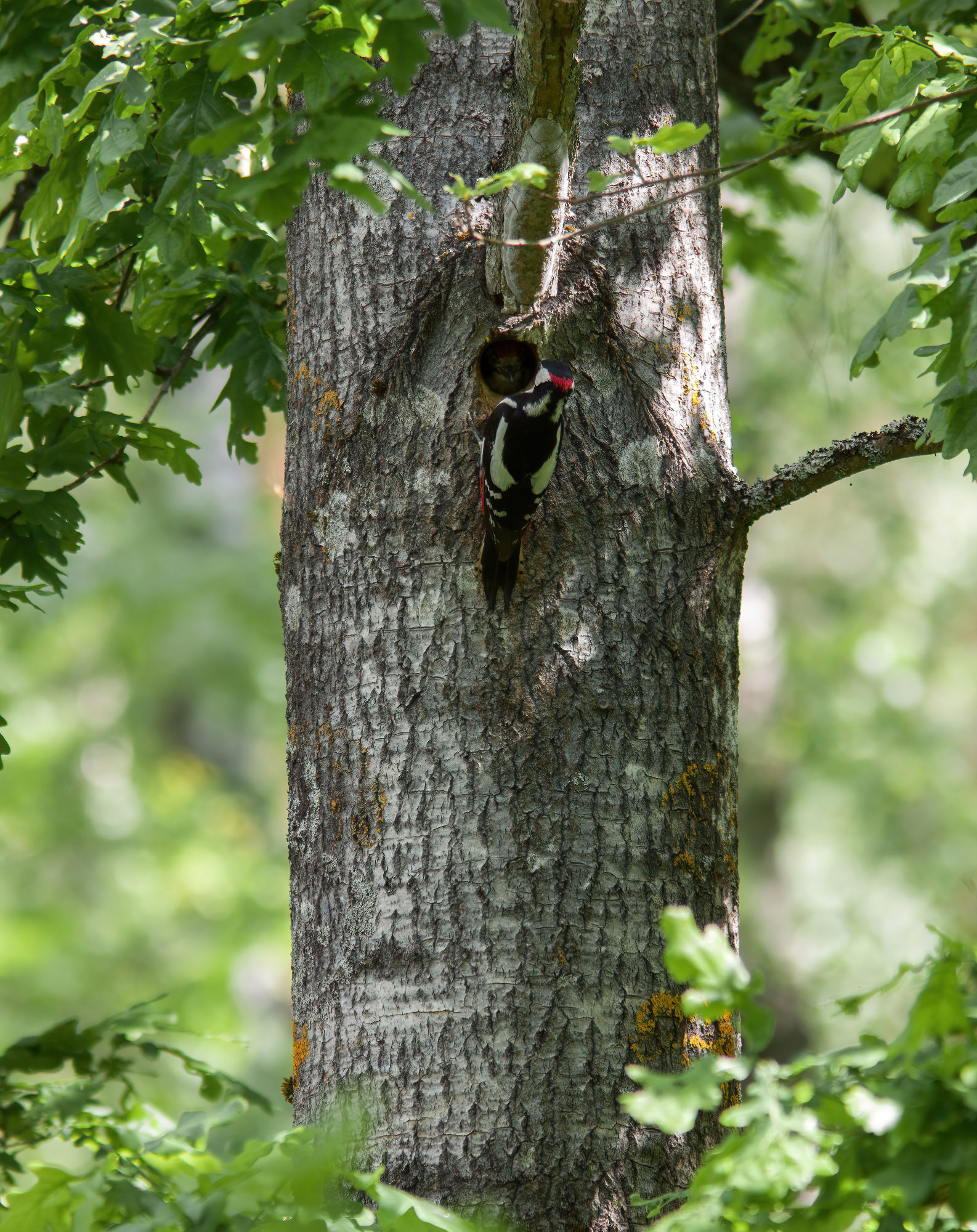 Grande picchio maculato