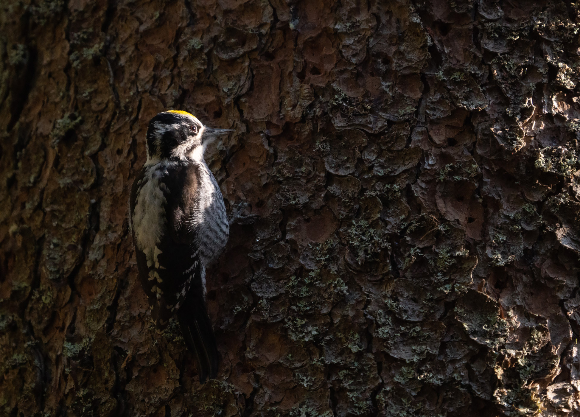 Picchio a Tre TitoEurasiatico