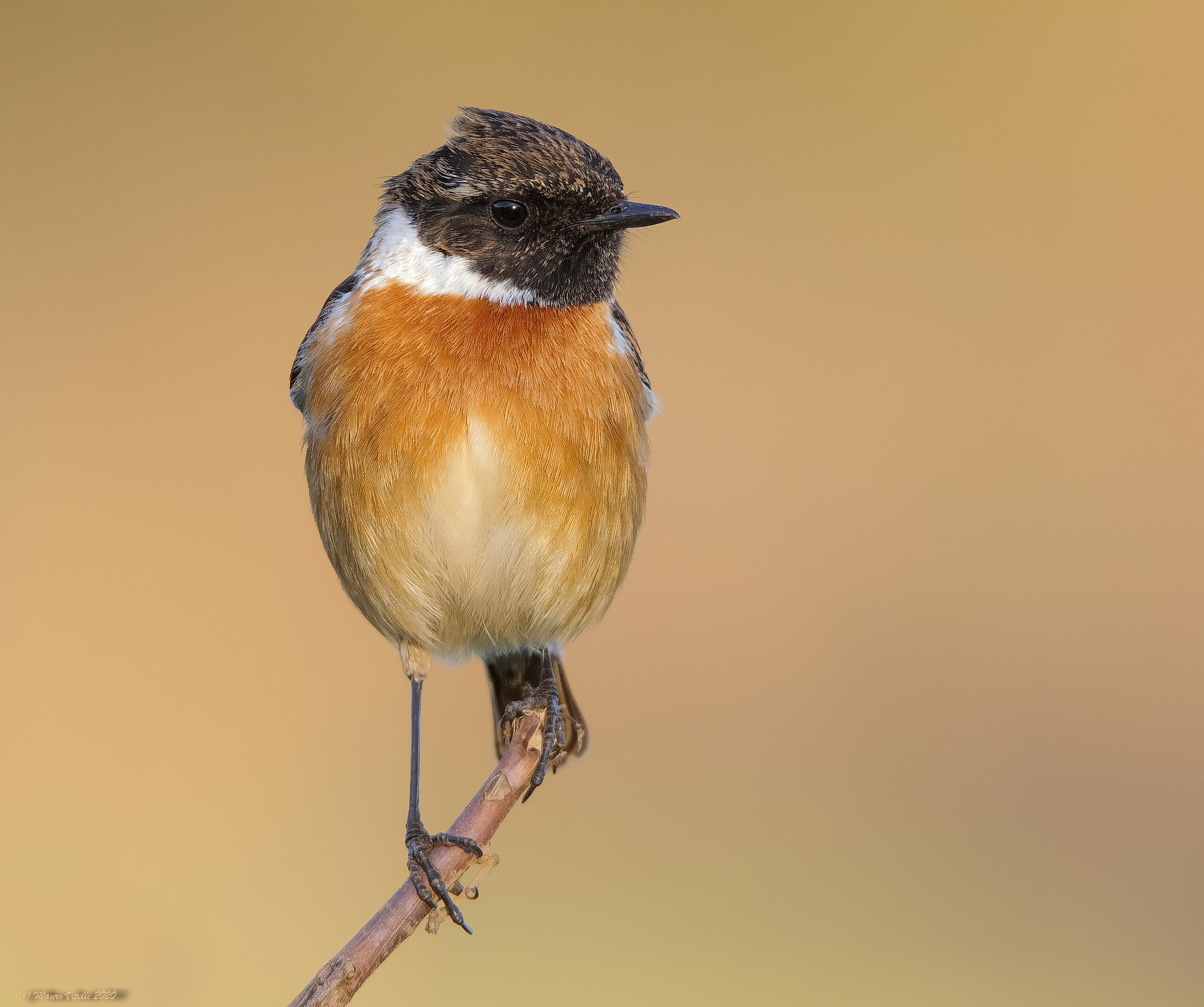 Jumpimpalo (Saxicola torquatus)