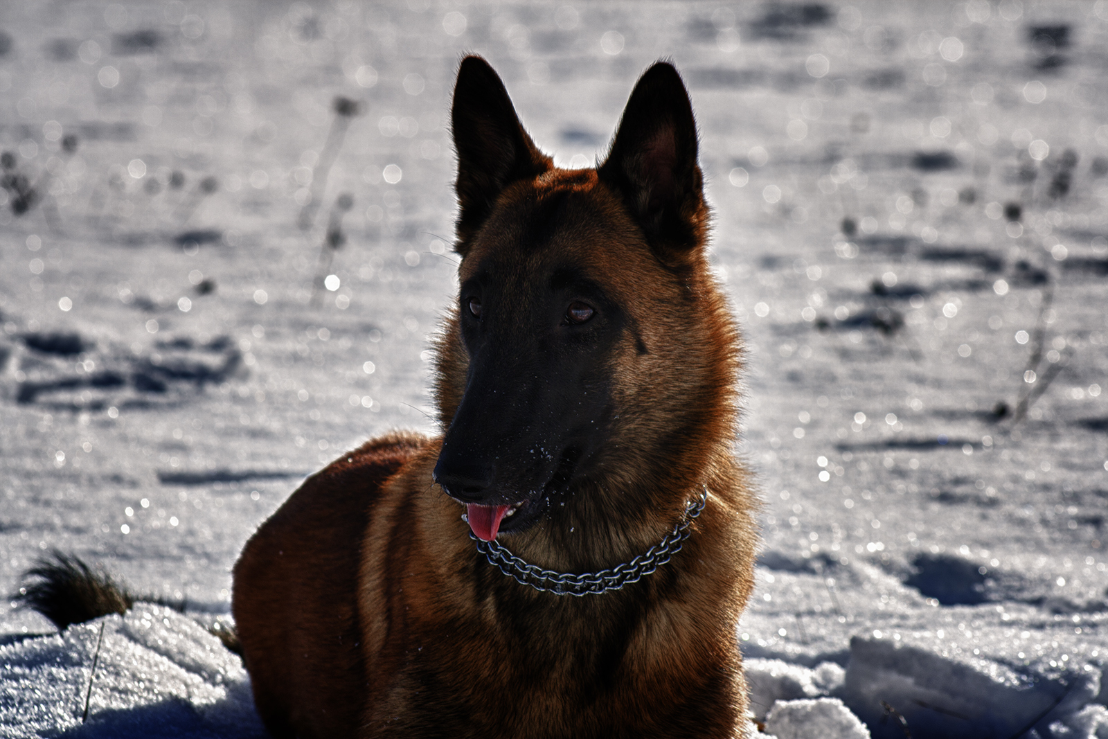 belgian shepherd malinois