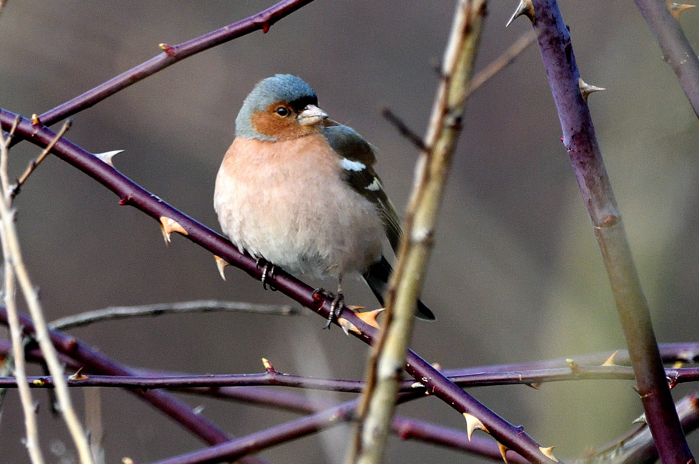 cardellino