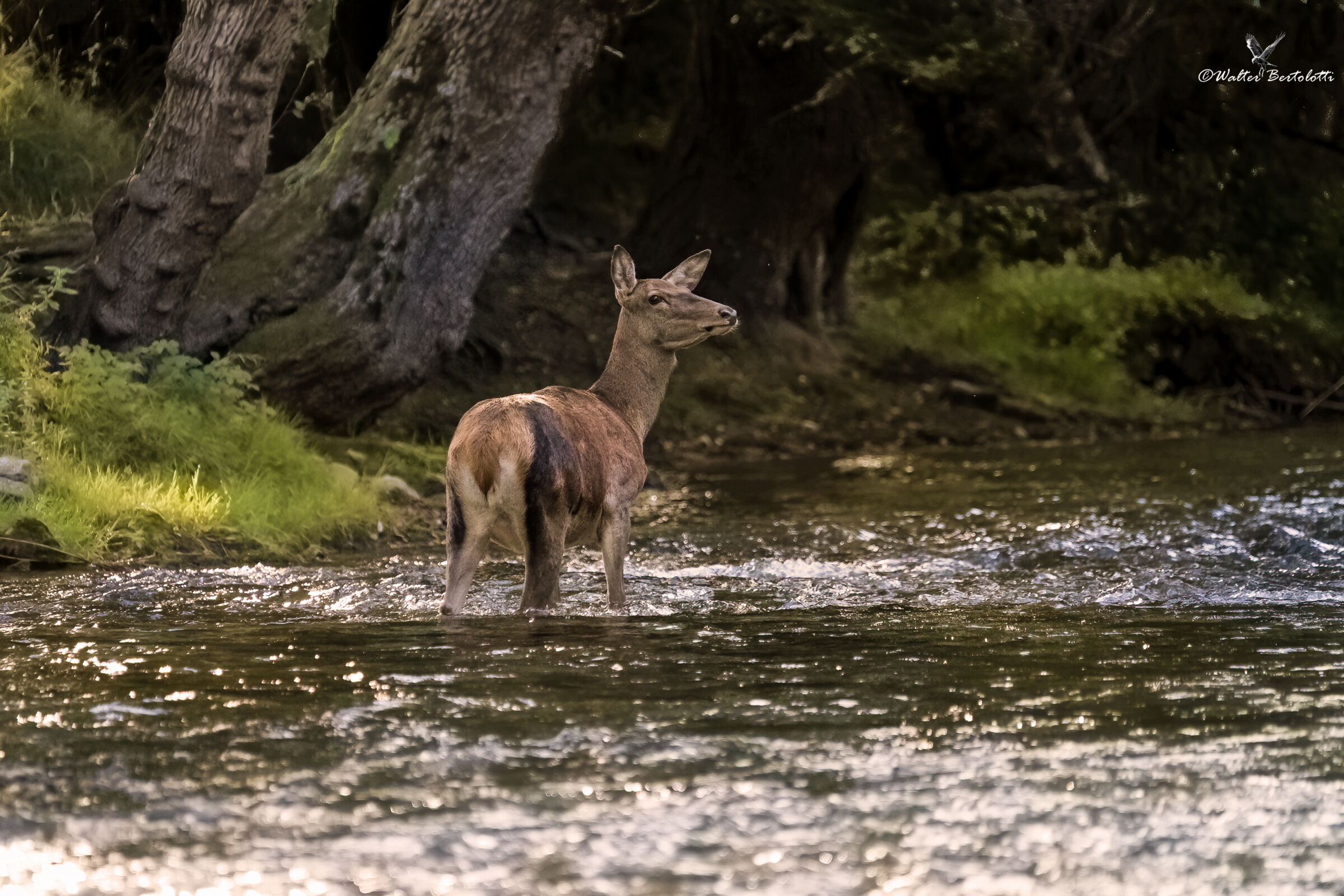 la cerva e il Sangro