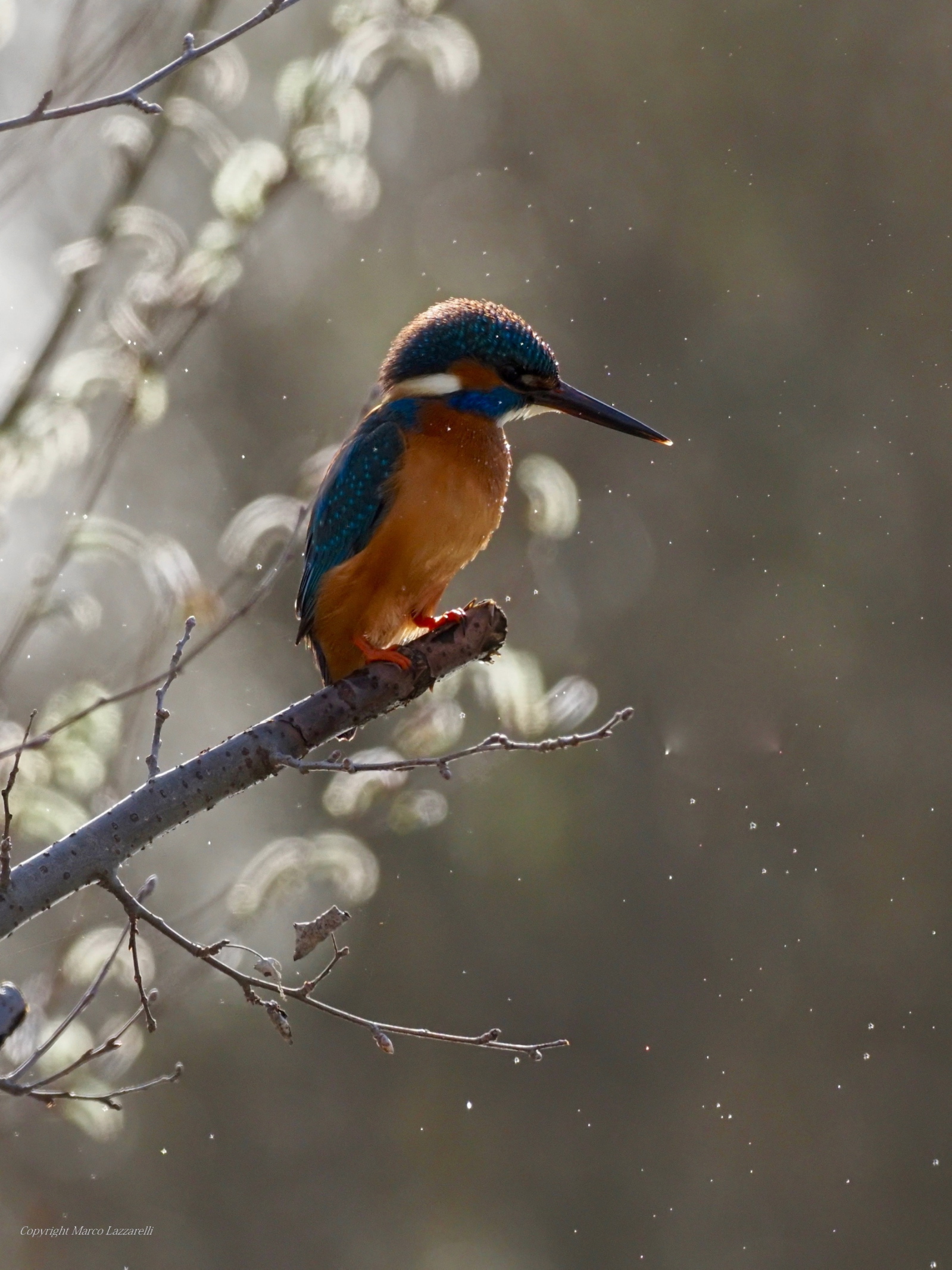 Martino in controluce