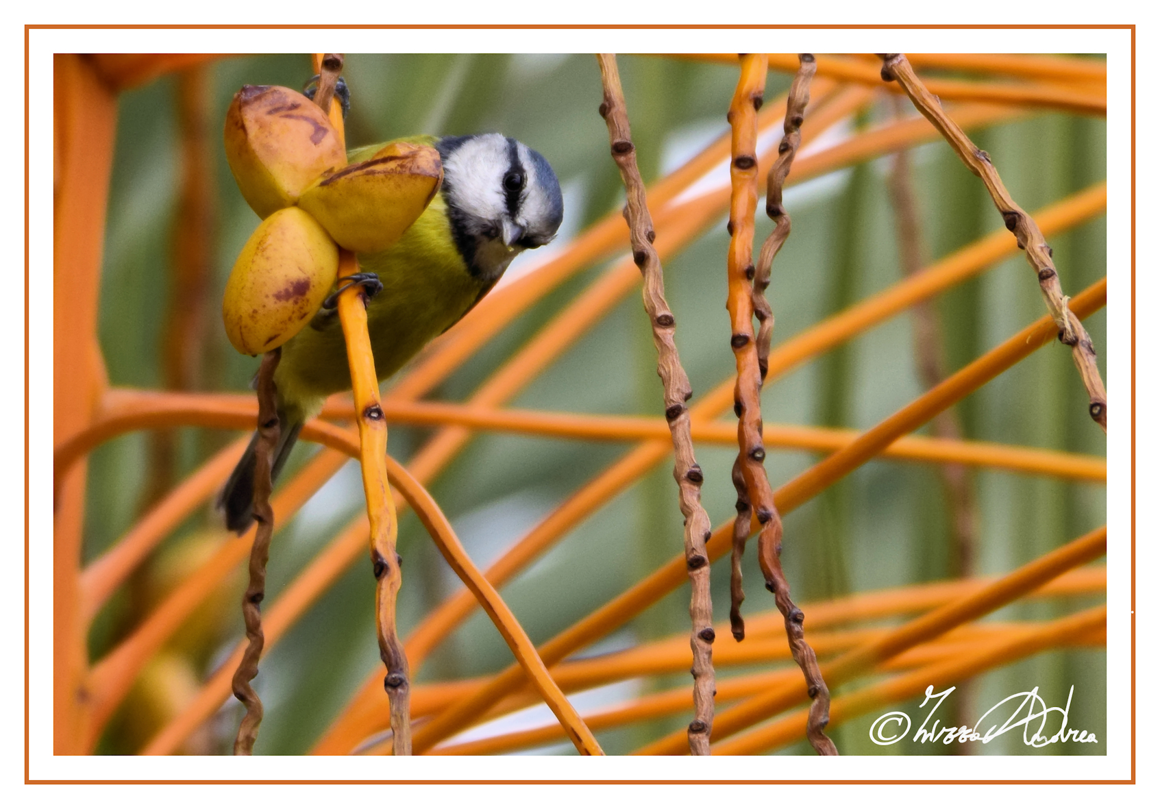 la palma che preferisco