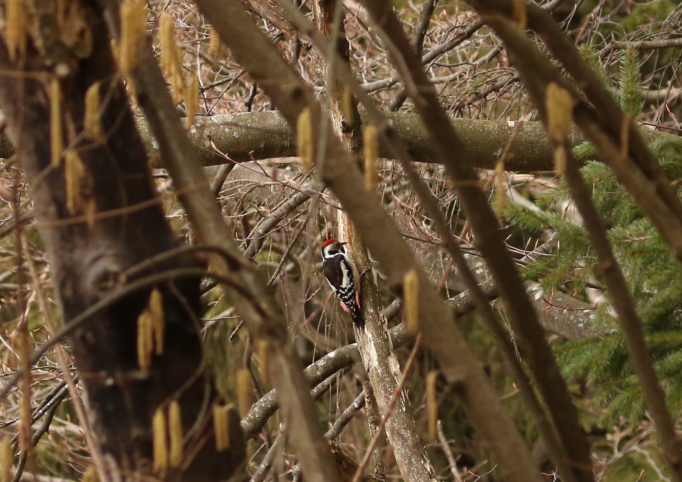 Picchio rosso mezzano