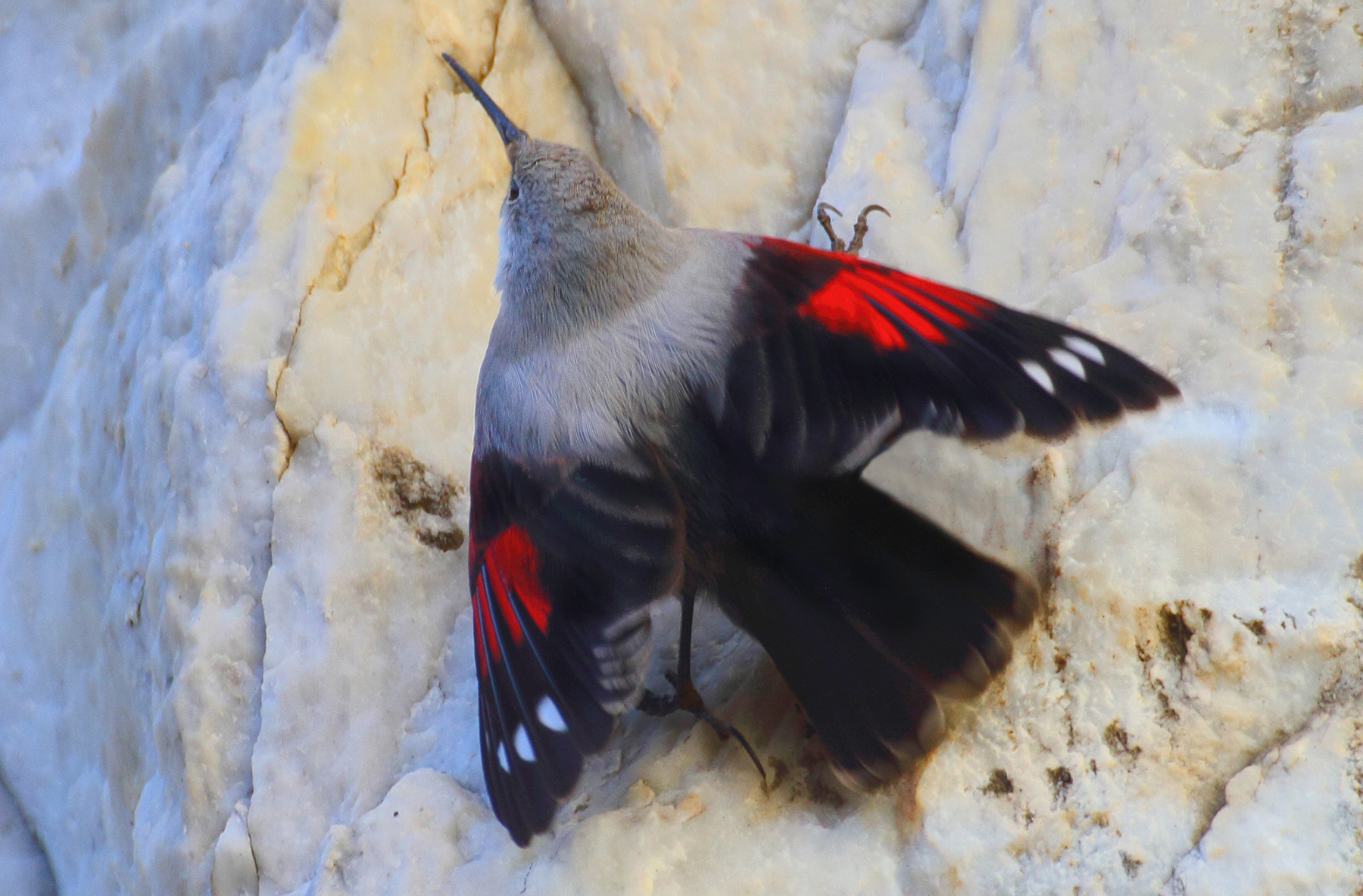 sul marmo bianco picchio muraiolo
