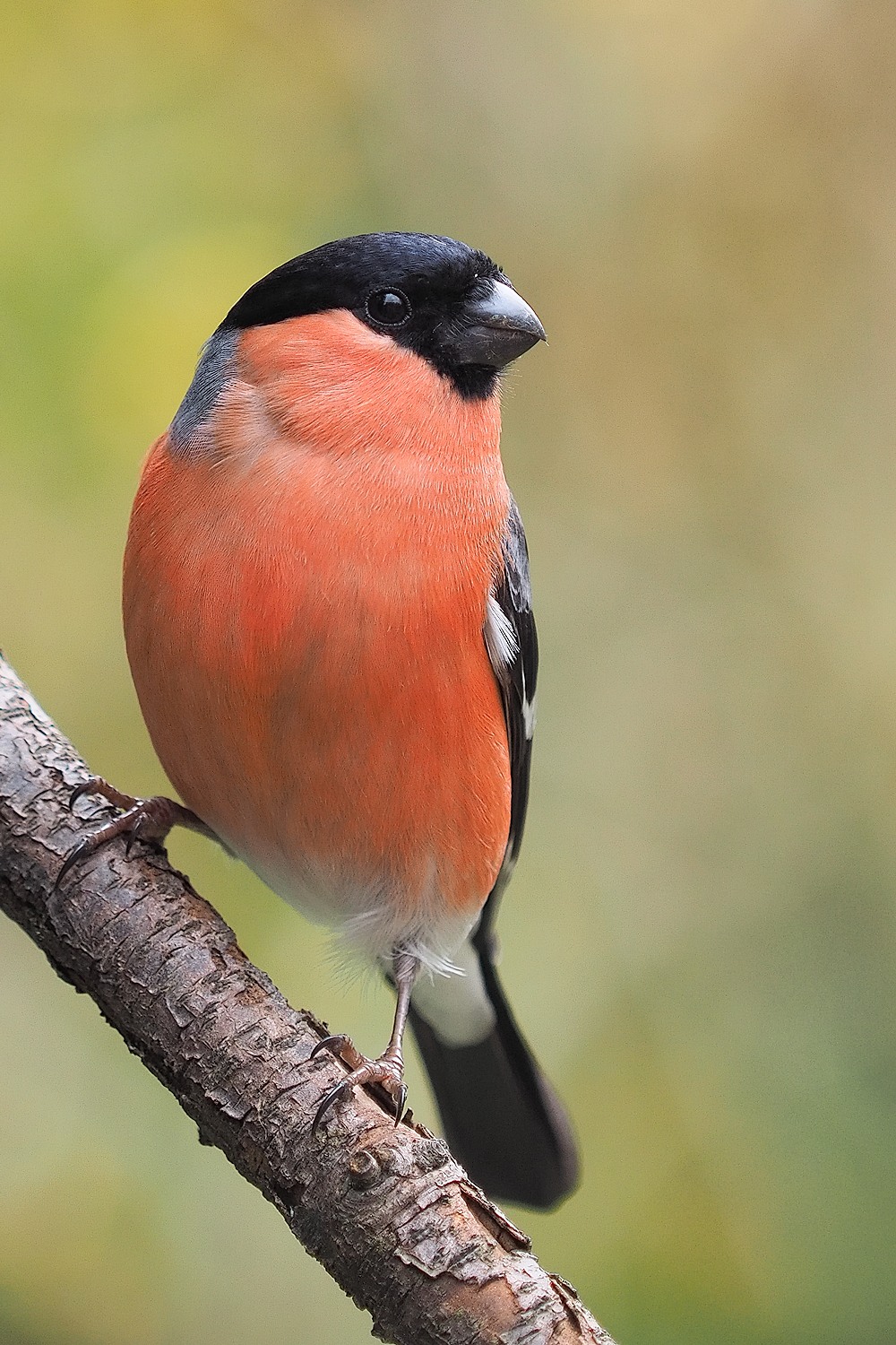 bullfin maschio (pyrrhula pyrrhula)