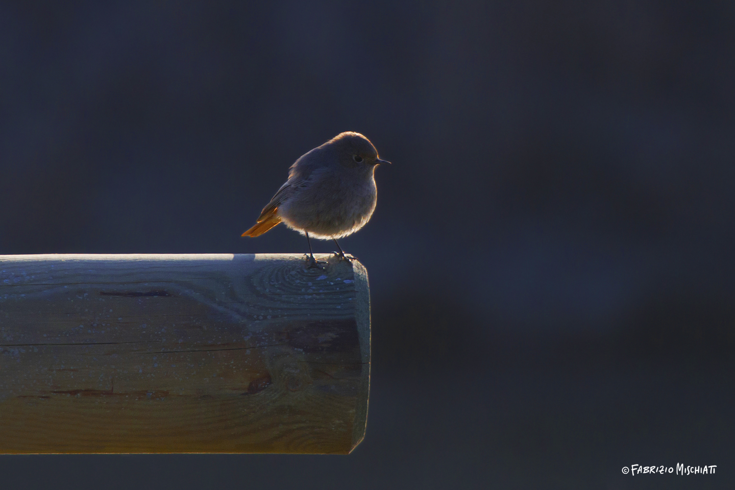 Codirosso spazzacamino