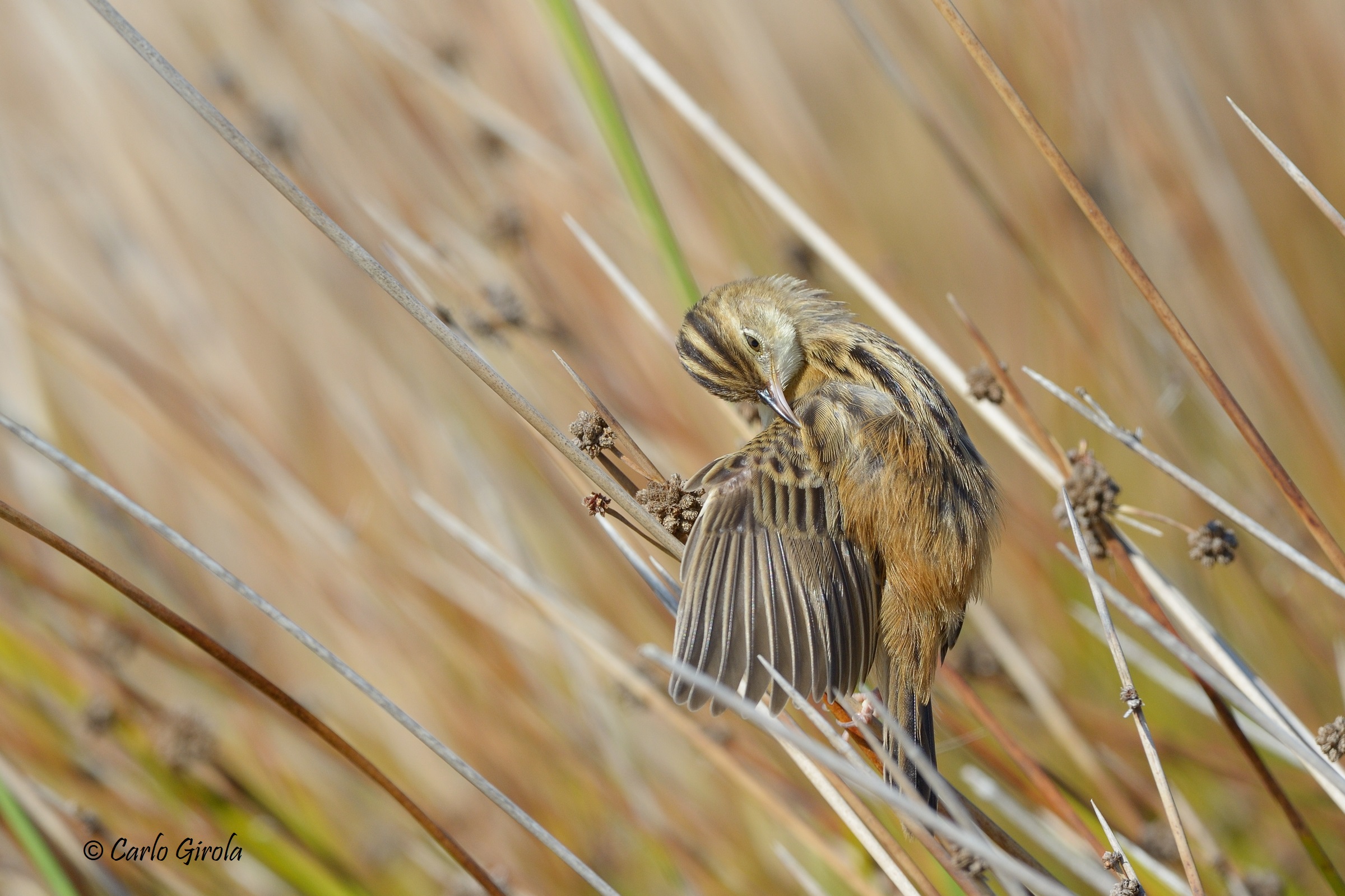 Beccamoschino (Cisticola juncidis)