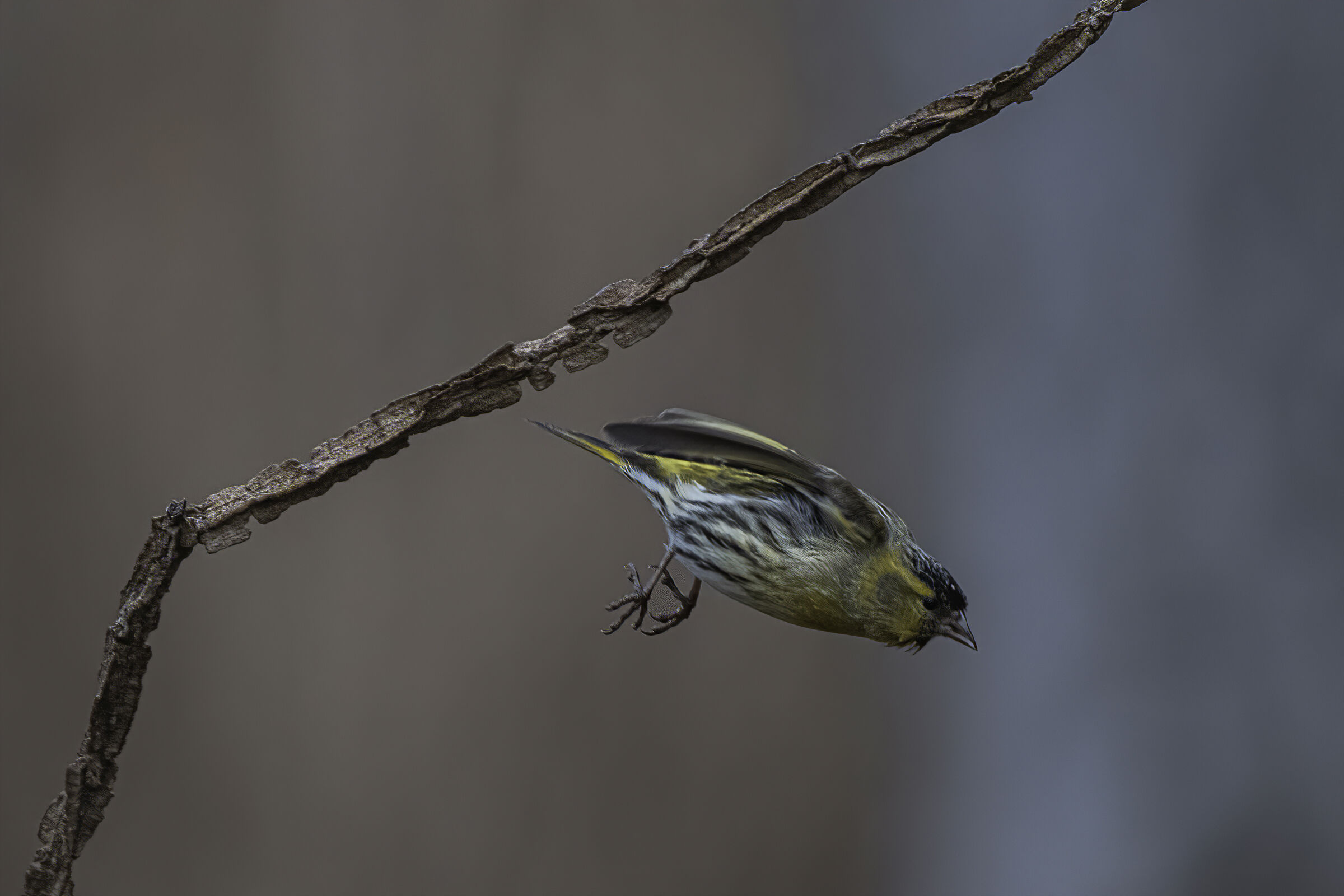 suspended in the air