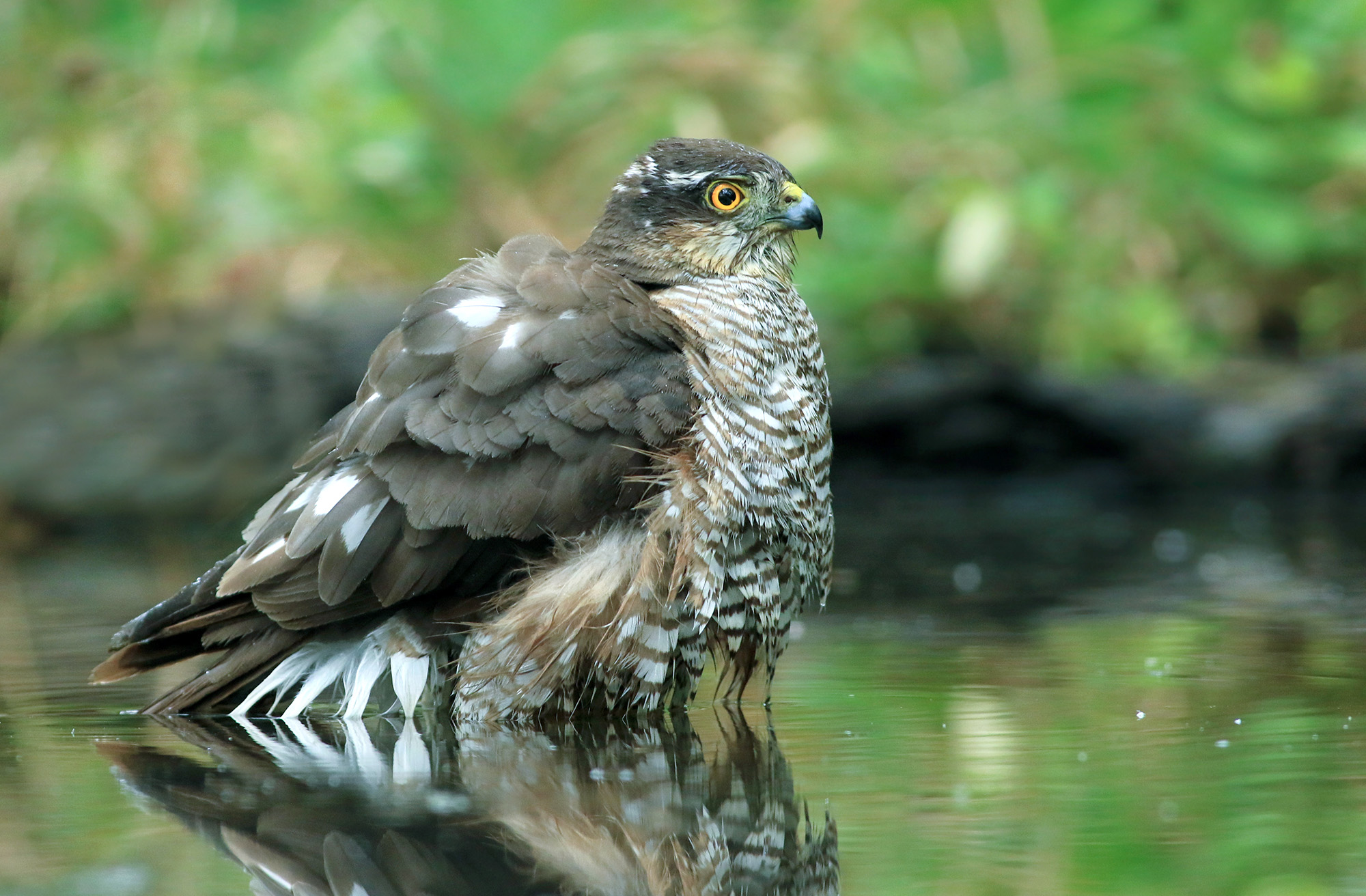 sparrowhawk from wet feathers