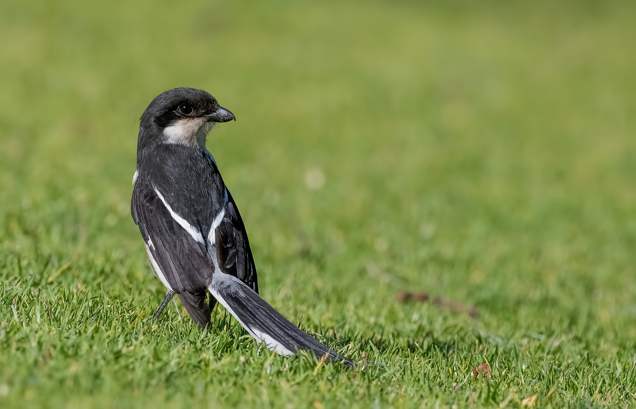 Southern Fiscal Shrike