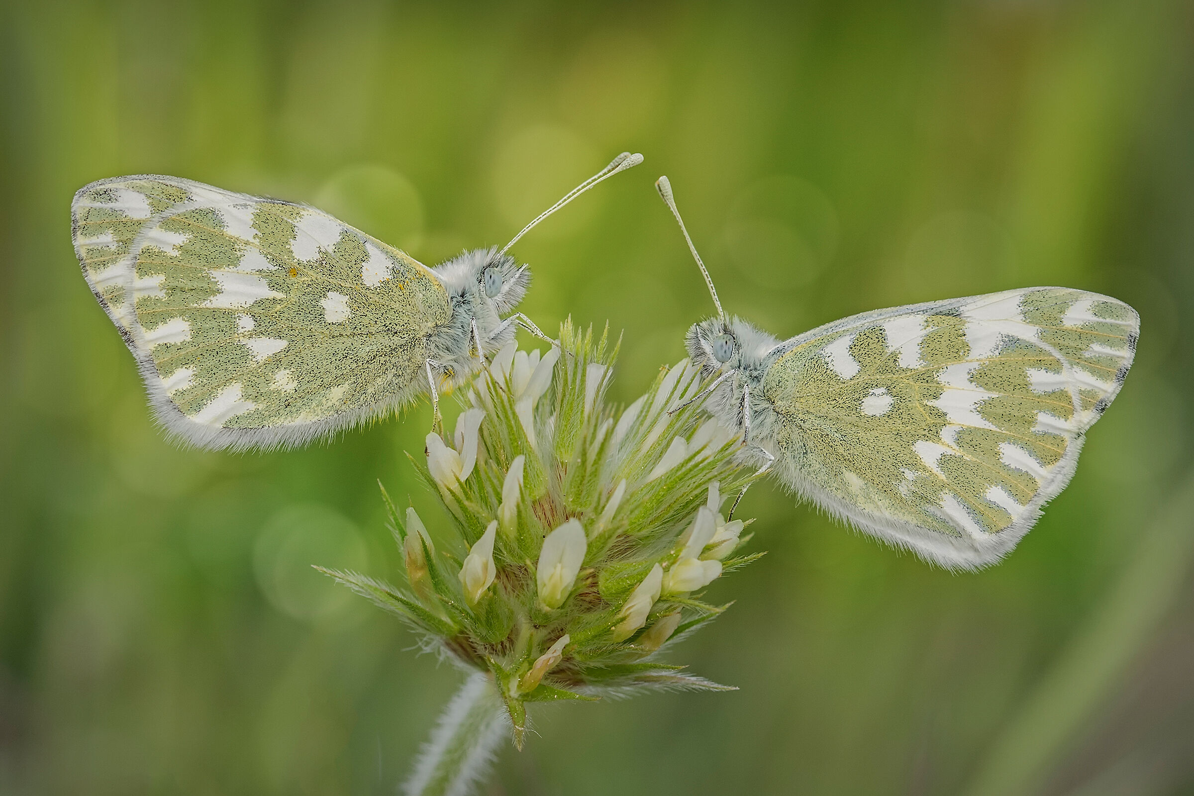Pontia eusa