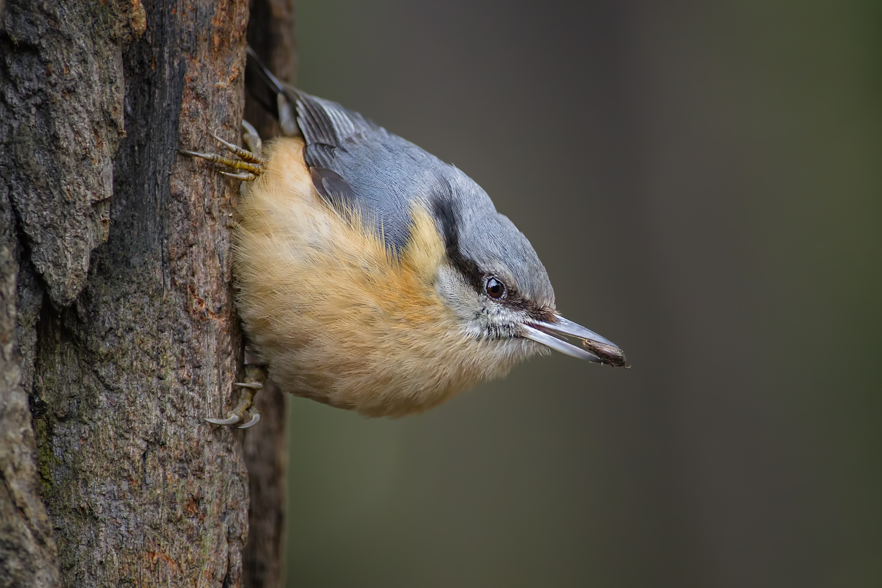 Nuthatch