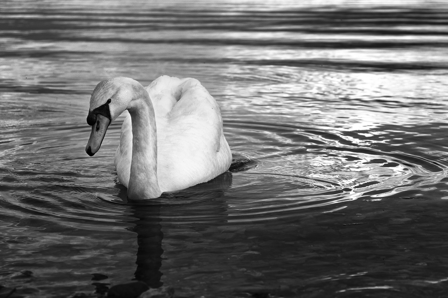 Swan bn
