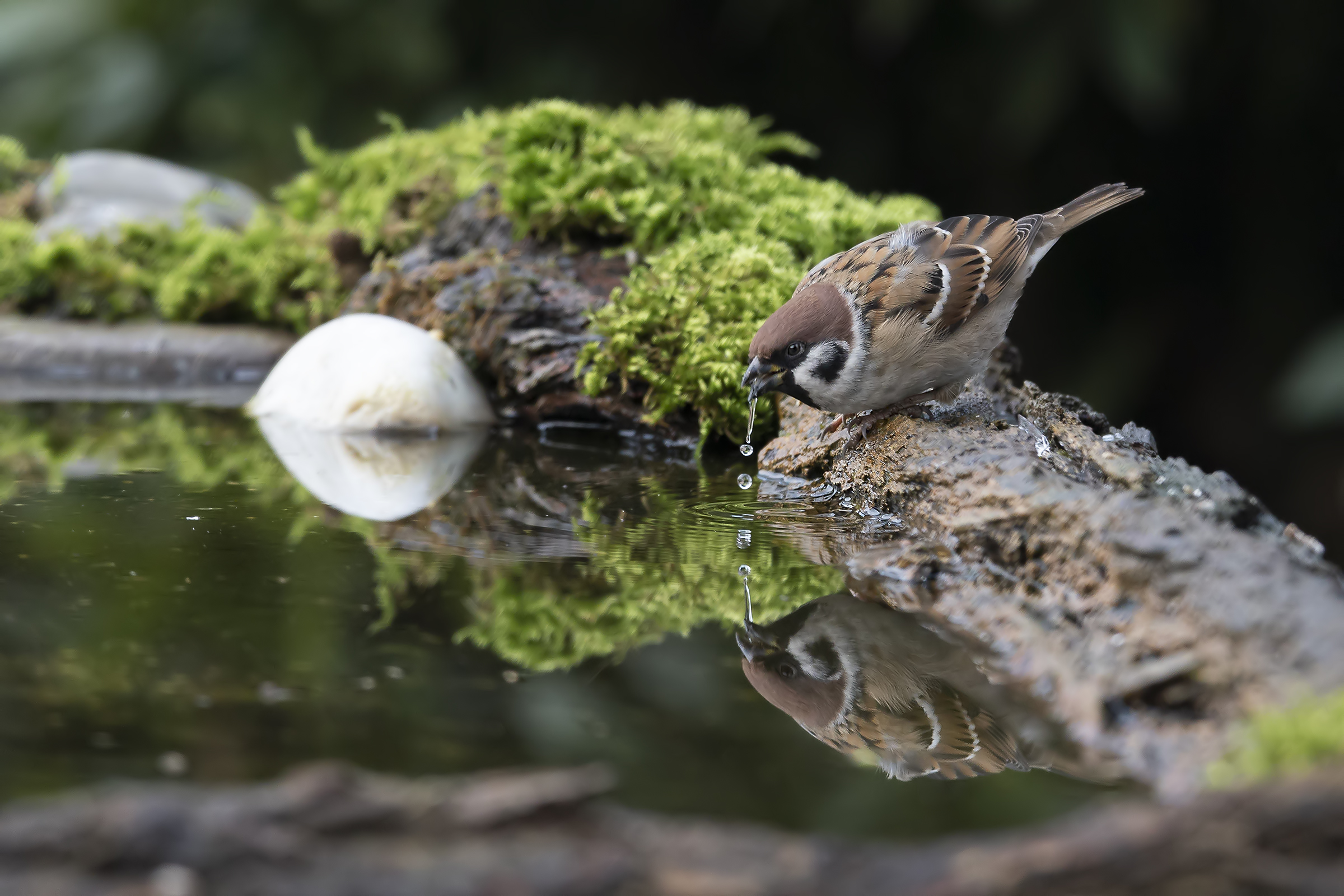 Mattugia si disseta.