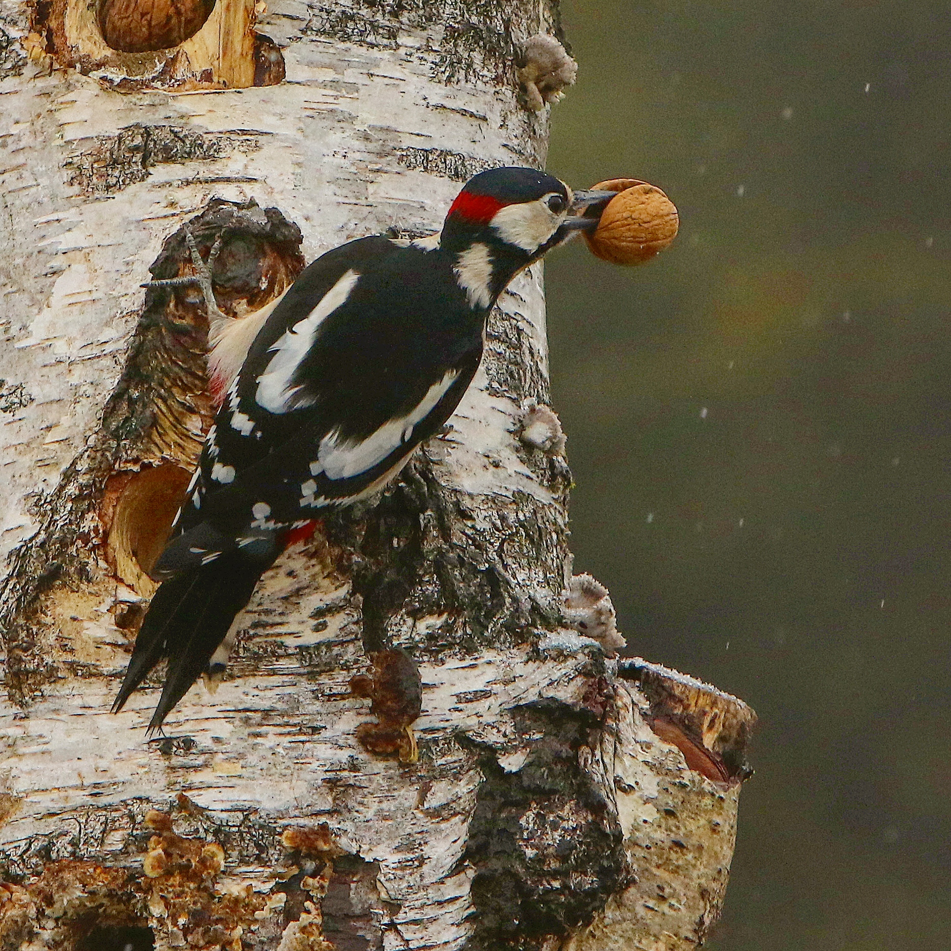 Picchio Rosso Maggiore