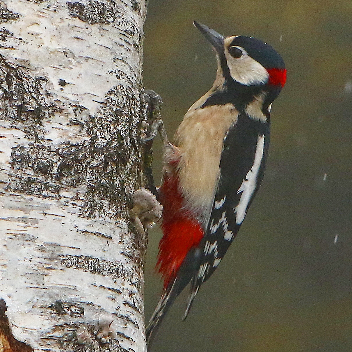 Picchio Rosso Maggiore