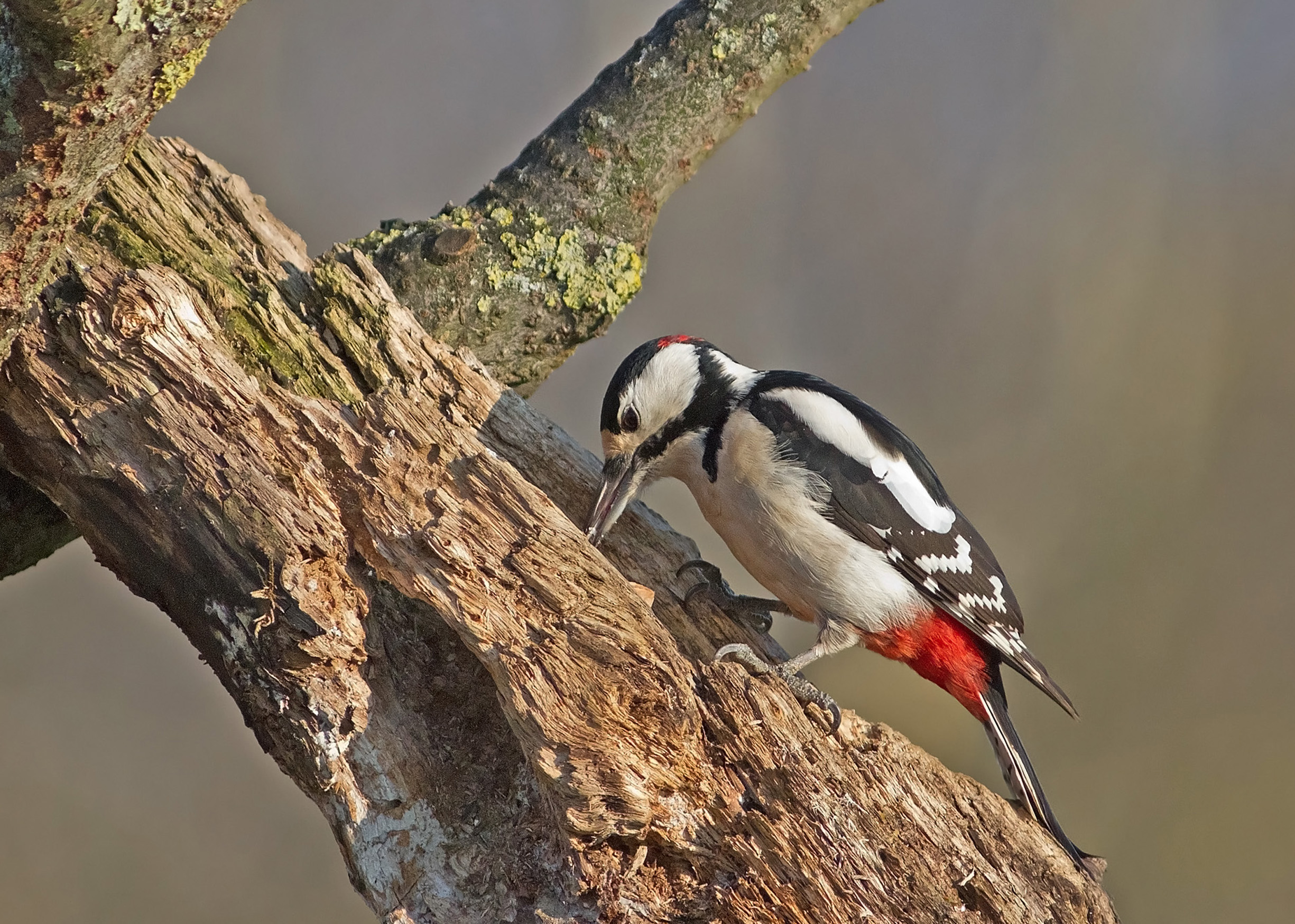 woodpecker