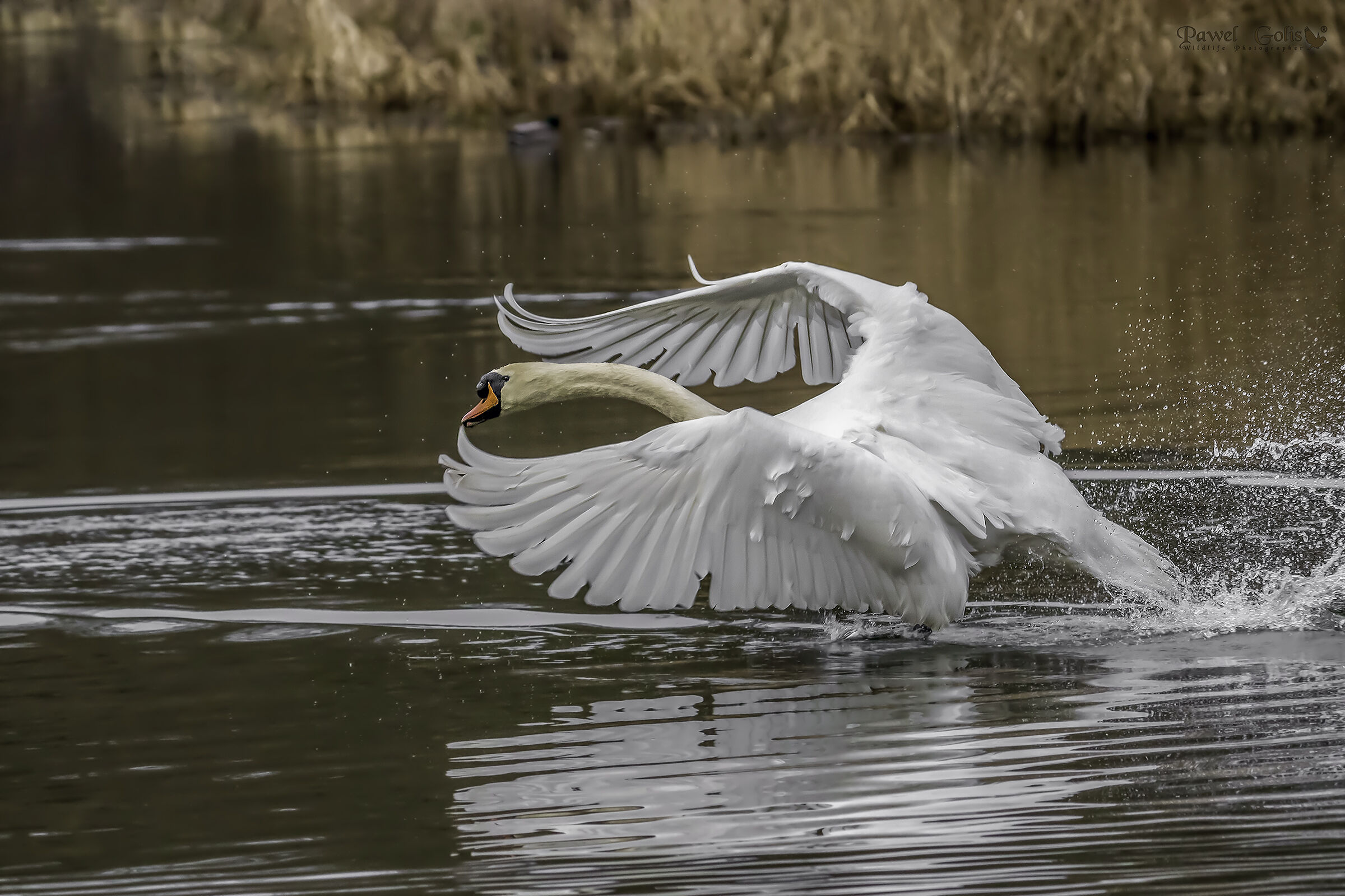 Mute cigni in volo (Cygnus olor)