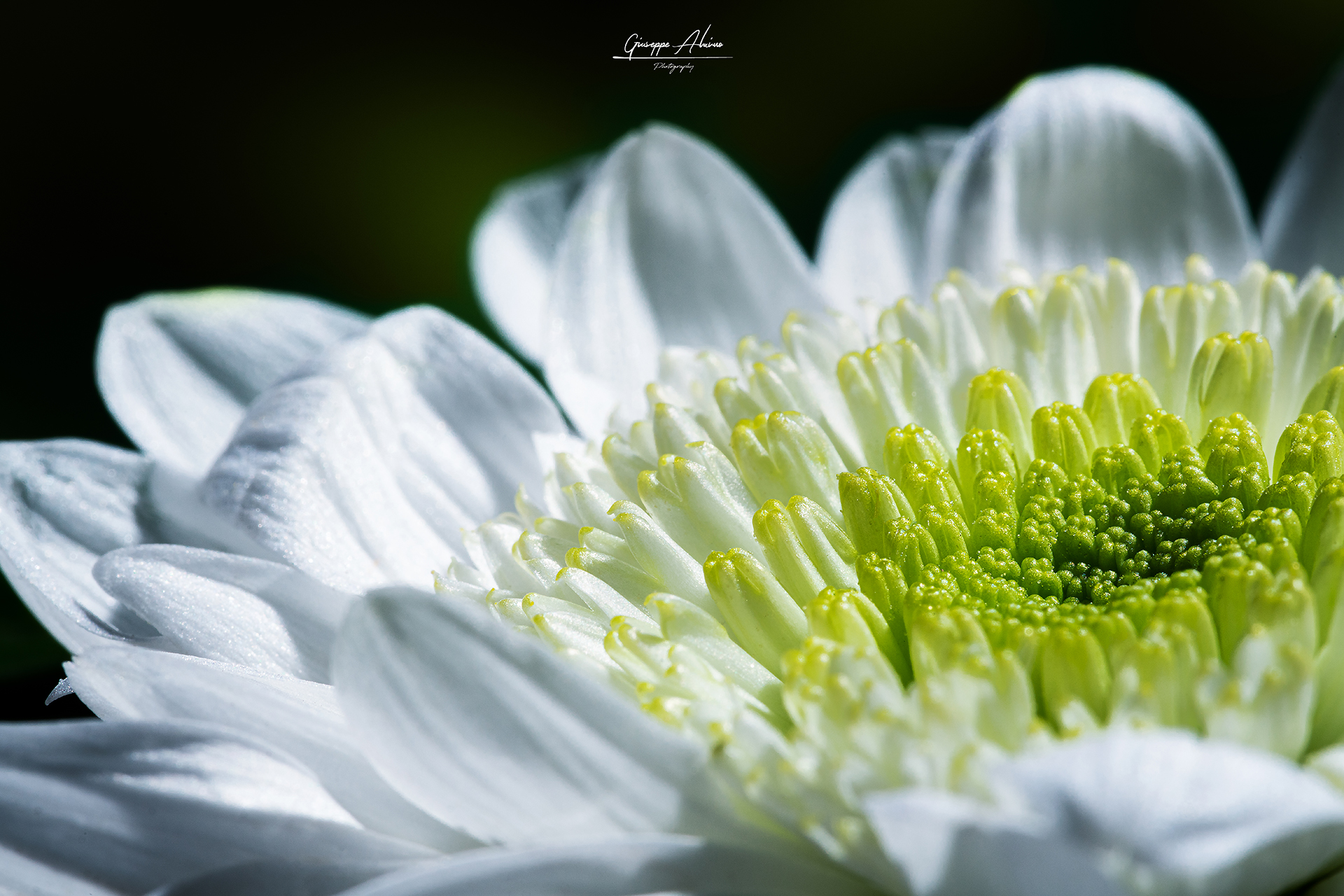 Creative session macro daisies