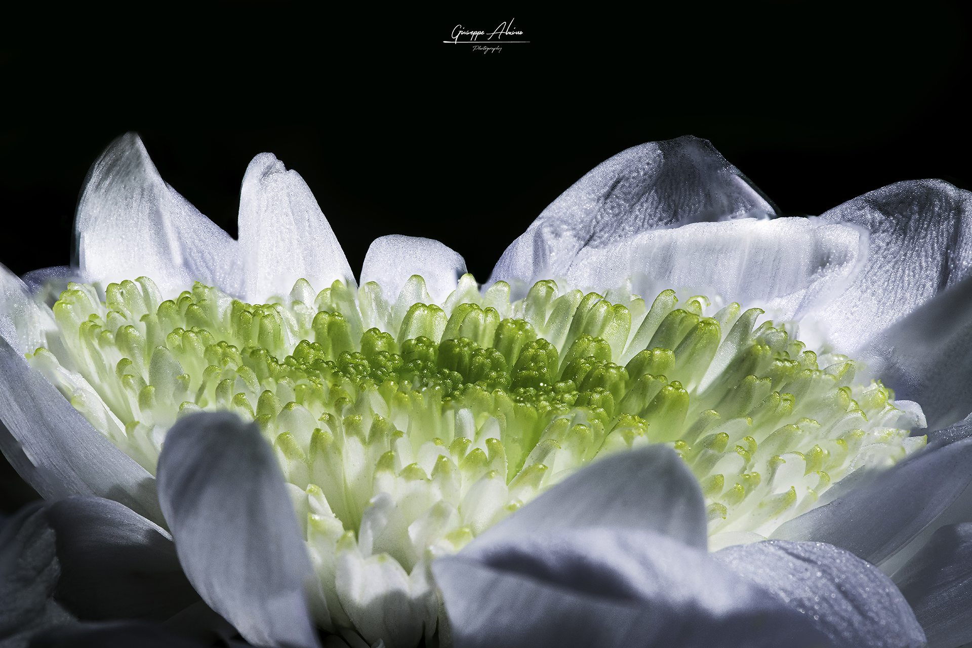 Creative session macro daisies