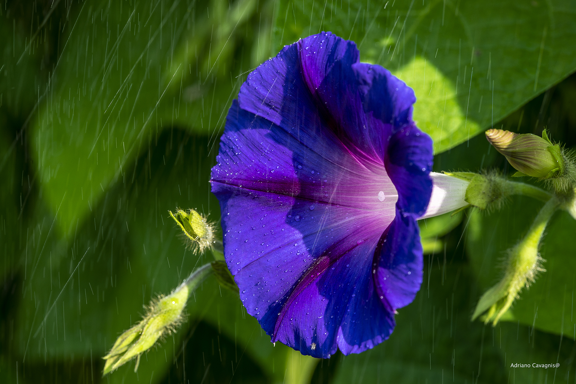 Campanula