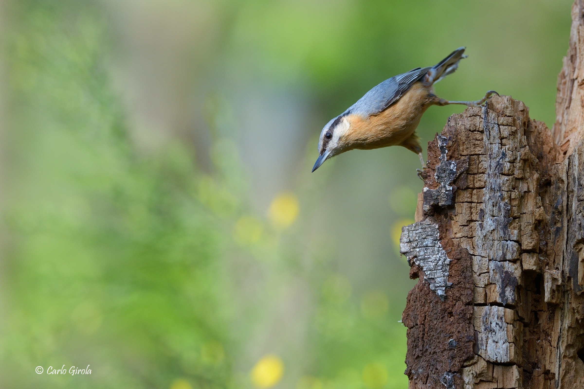 Picchio muratore (Sitta europaea)