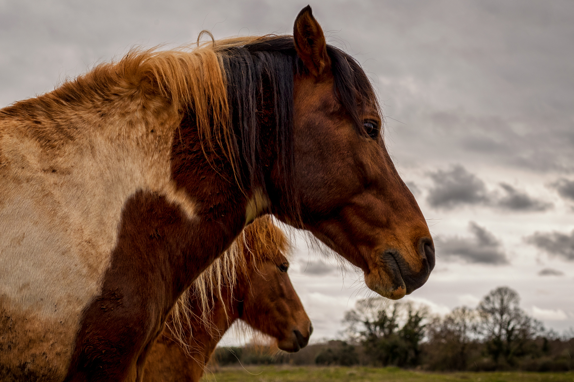 Horses. Nuts, March 2020.