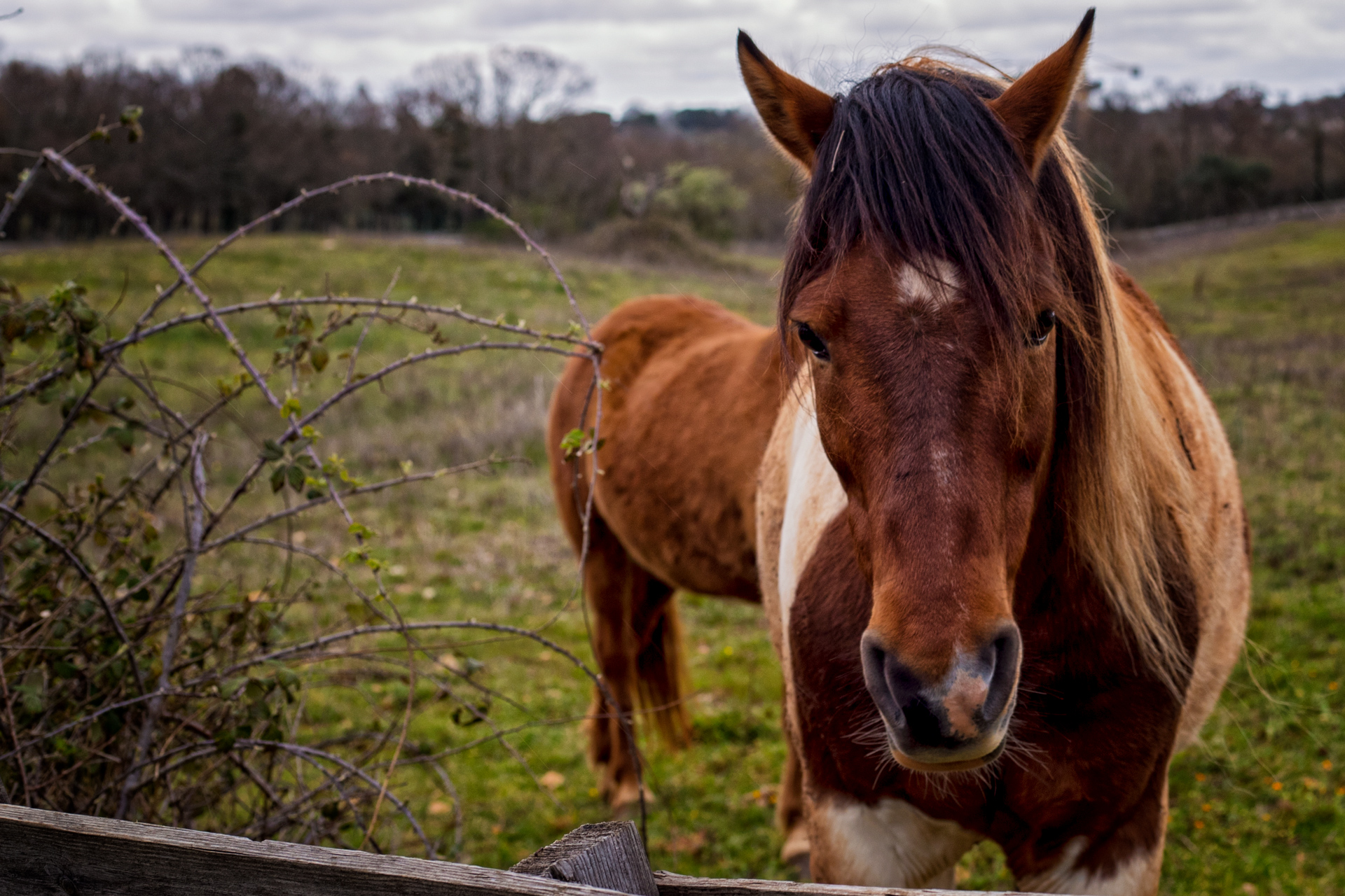 Horses. Nuts, March 2020.