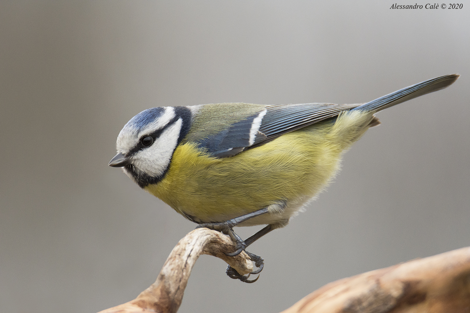 Cyanistes caeruleus (Cinciarella) 6363