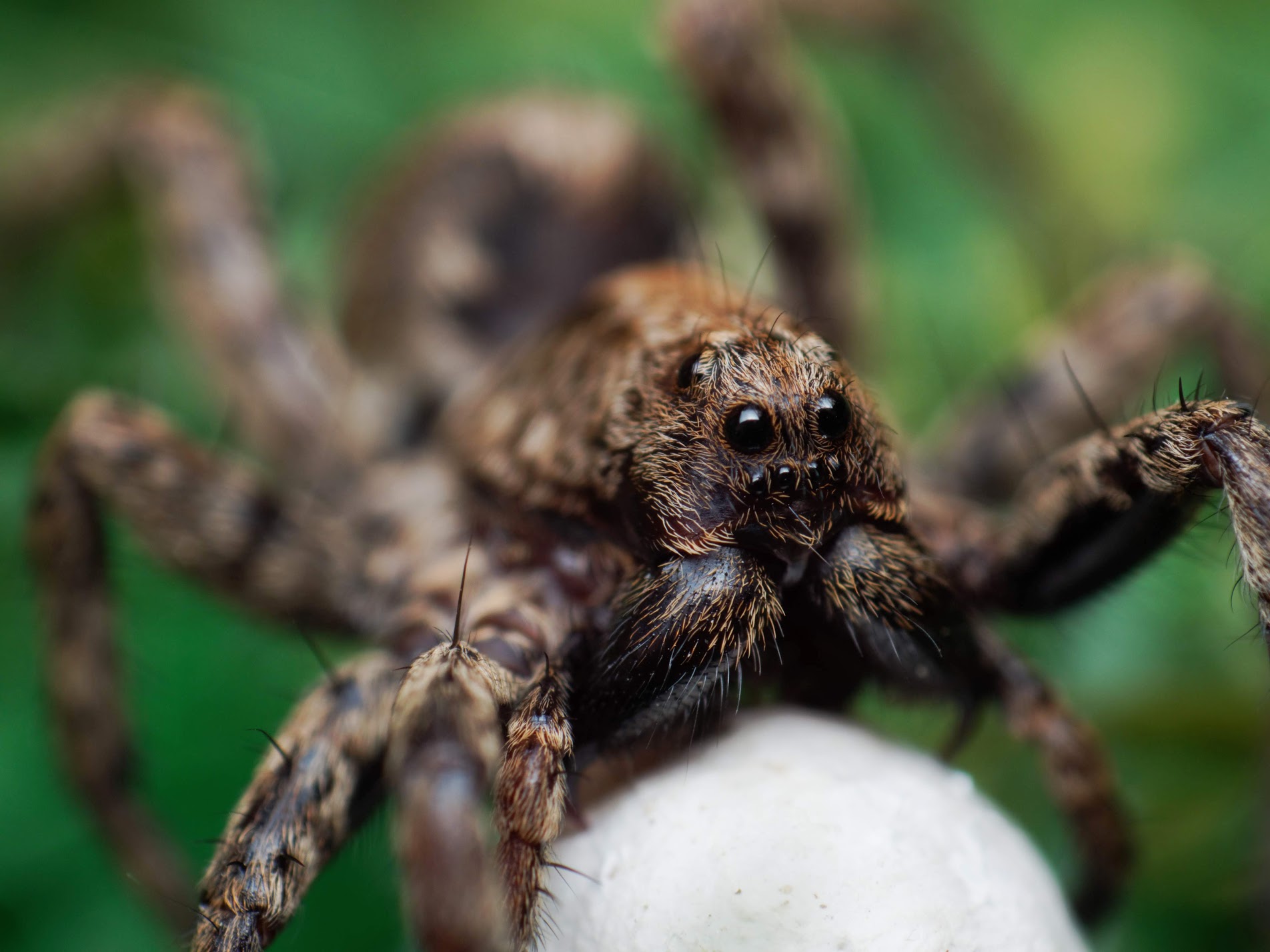 Mammina con le sue uova