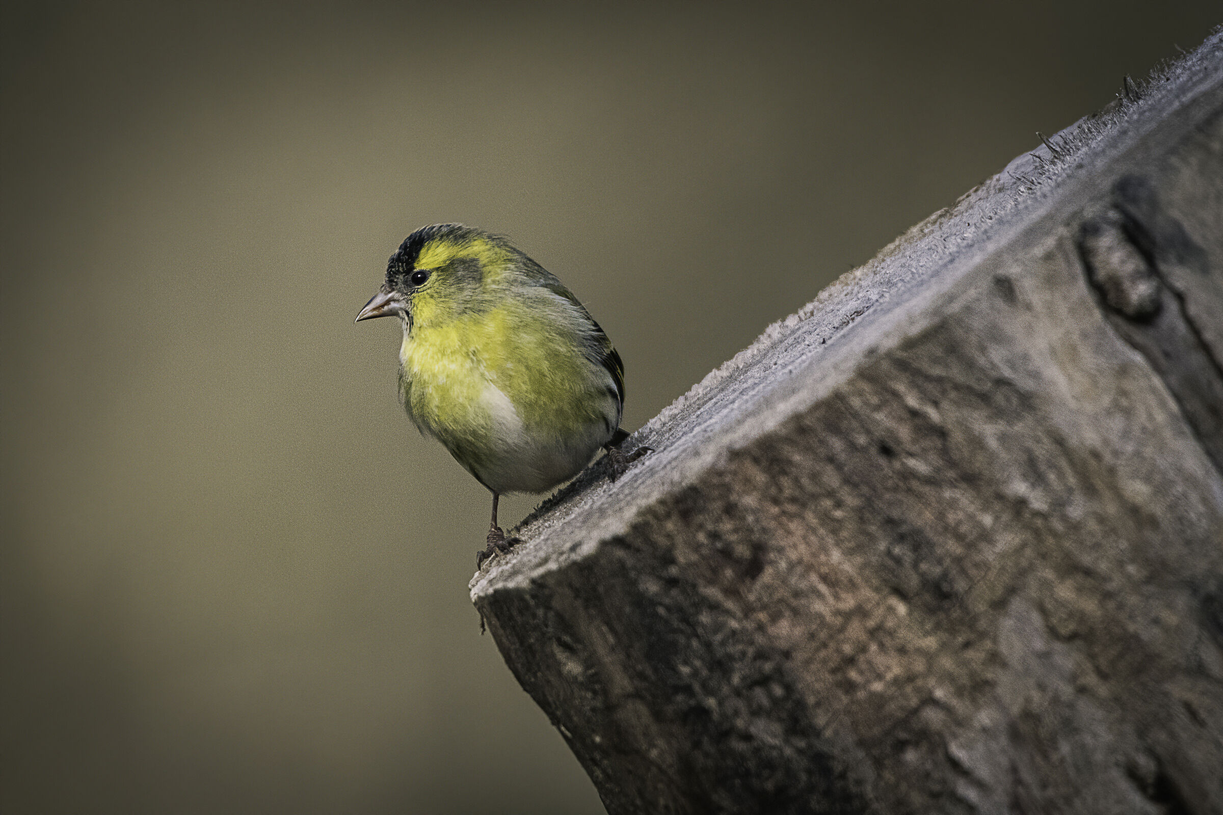 point of observation