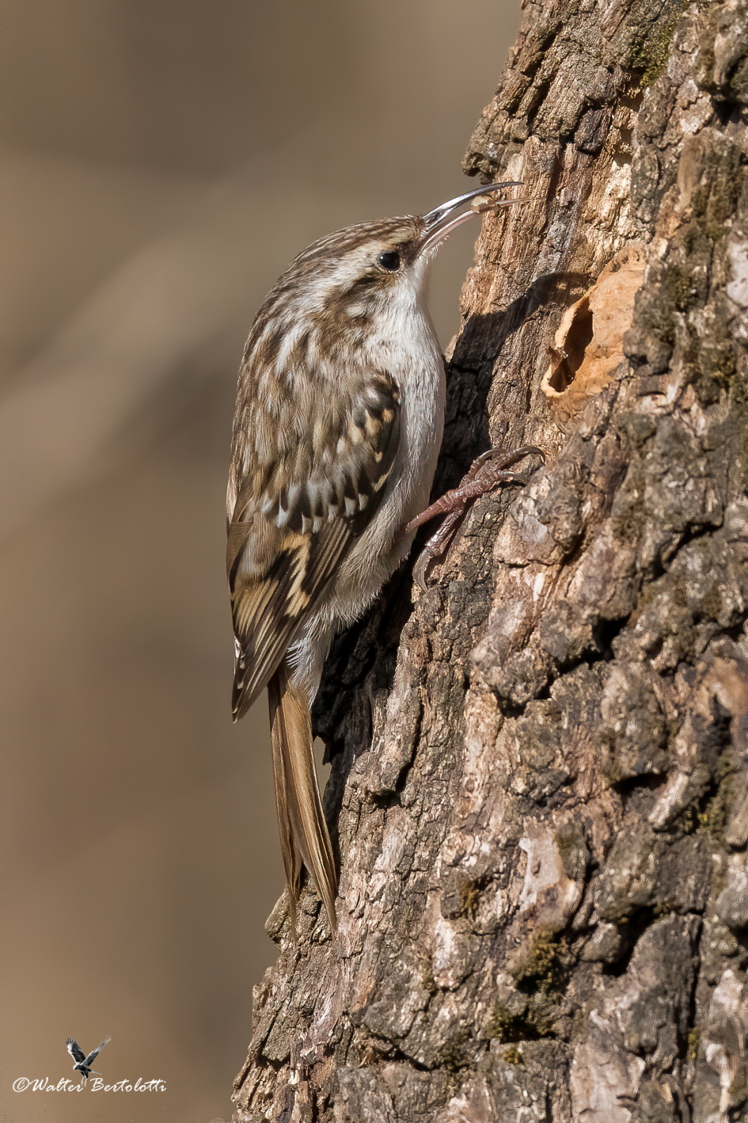 the grappling hook and walnut