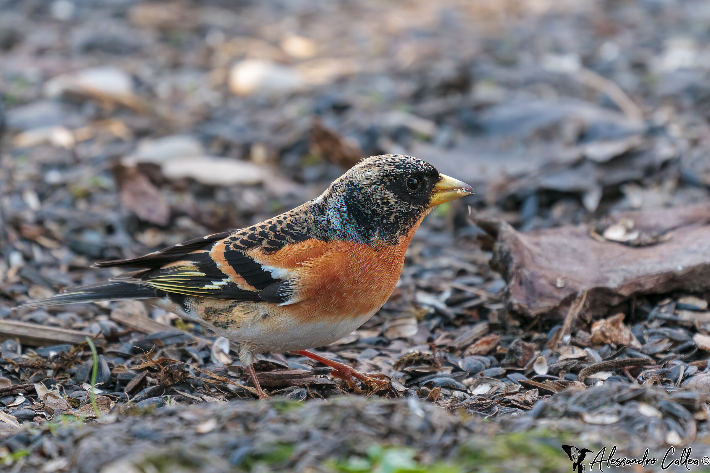 La mia prima Peppola