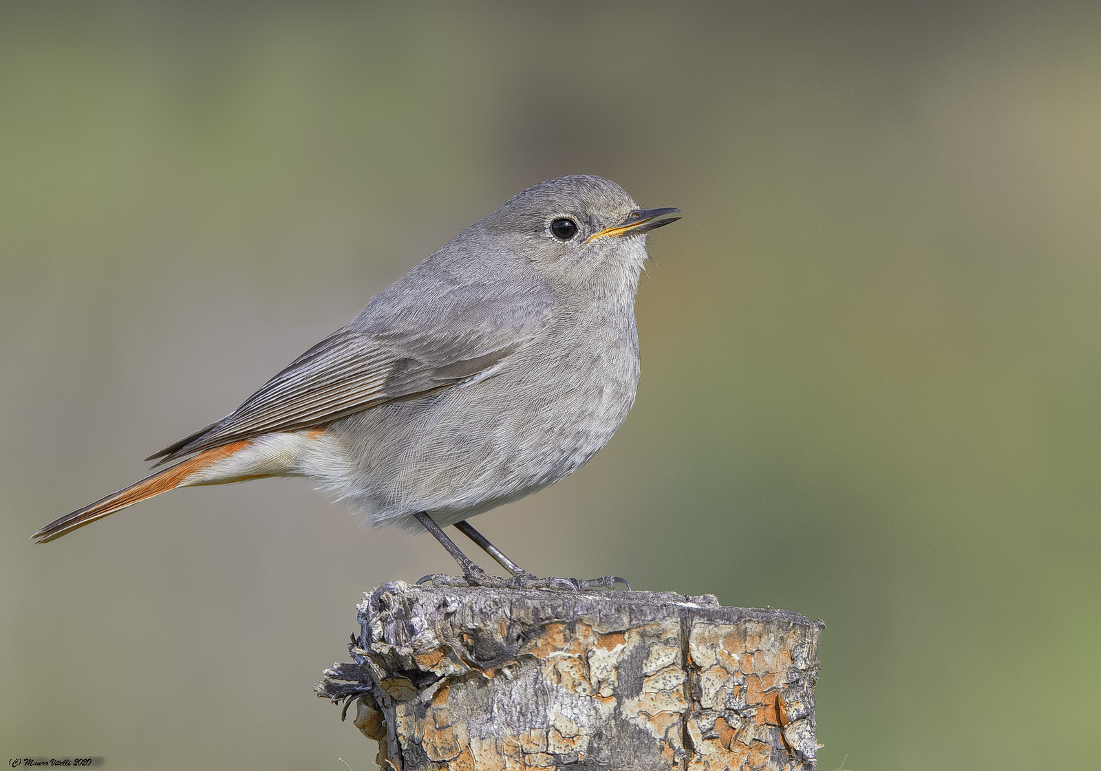 Codirosso chimney sweep (Phoenicurus ochruros) (F)